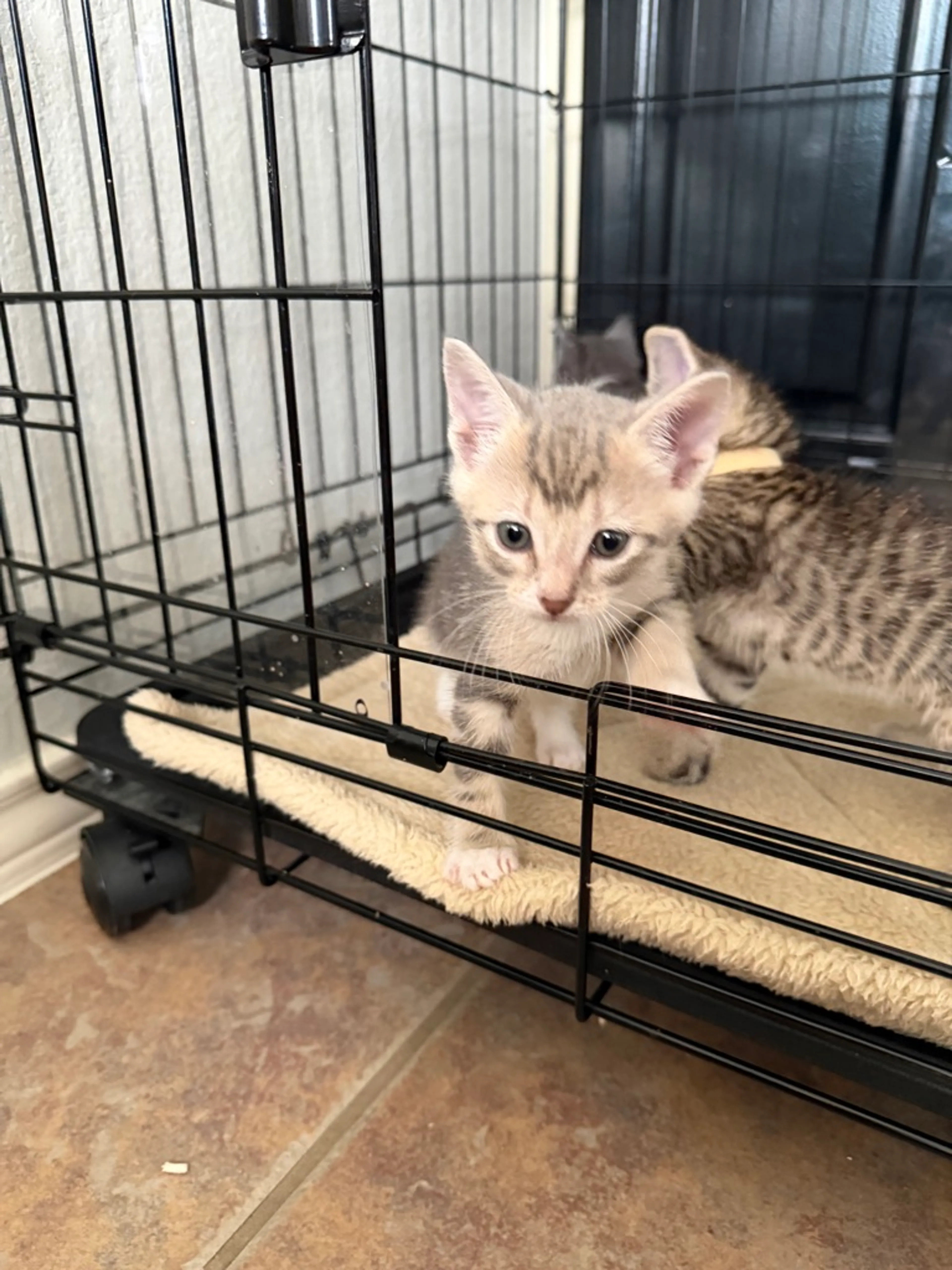 Found pet-3