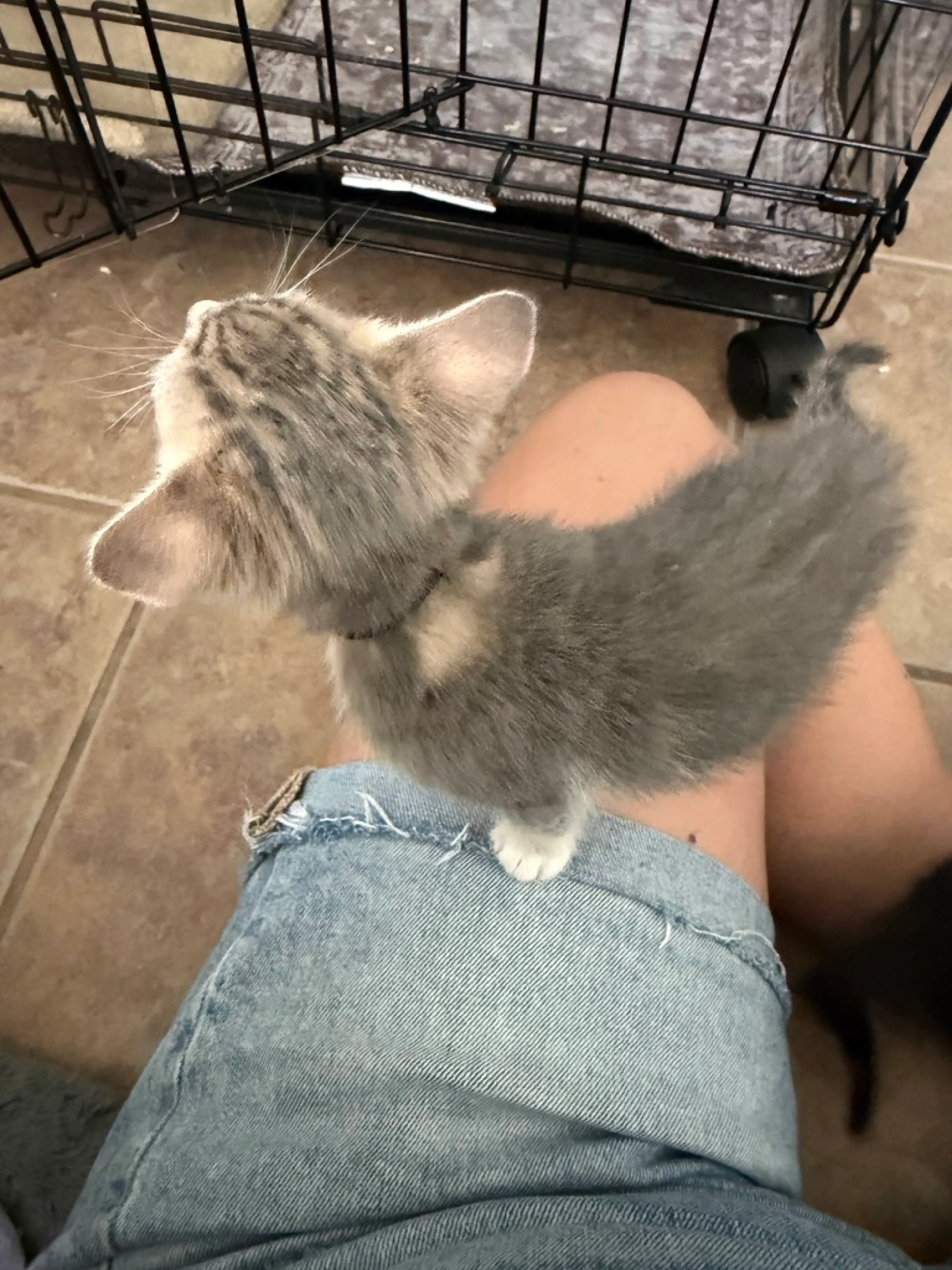 Found pet-2