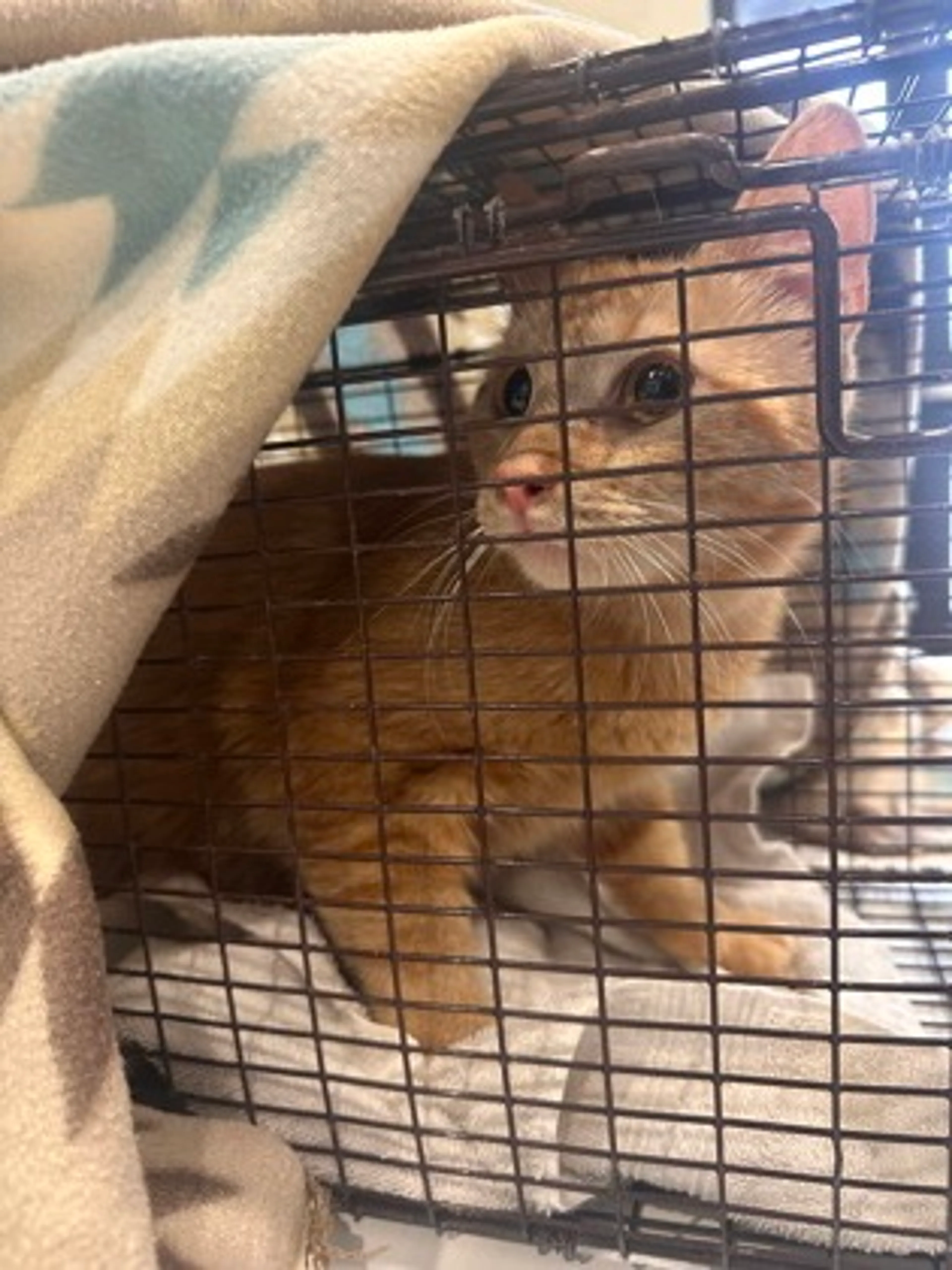 Found pet