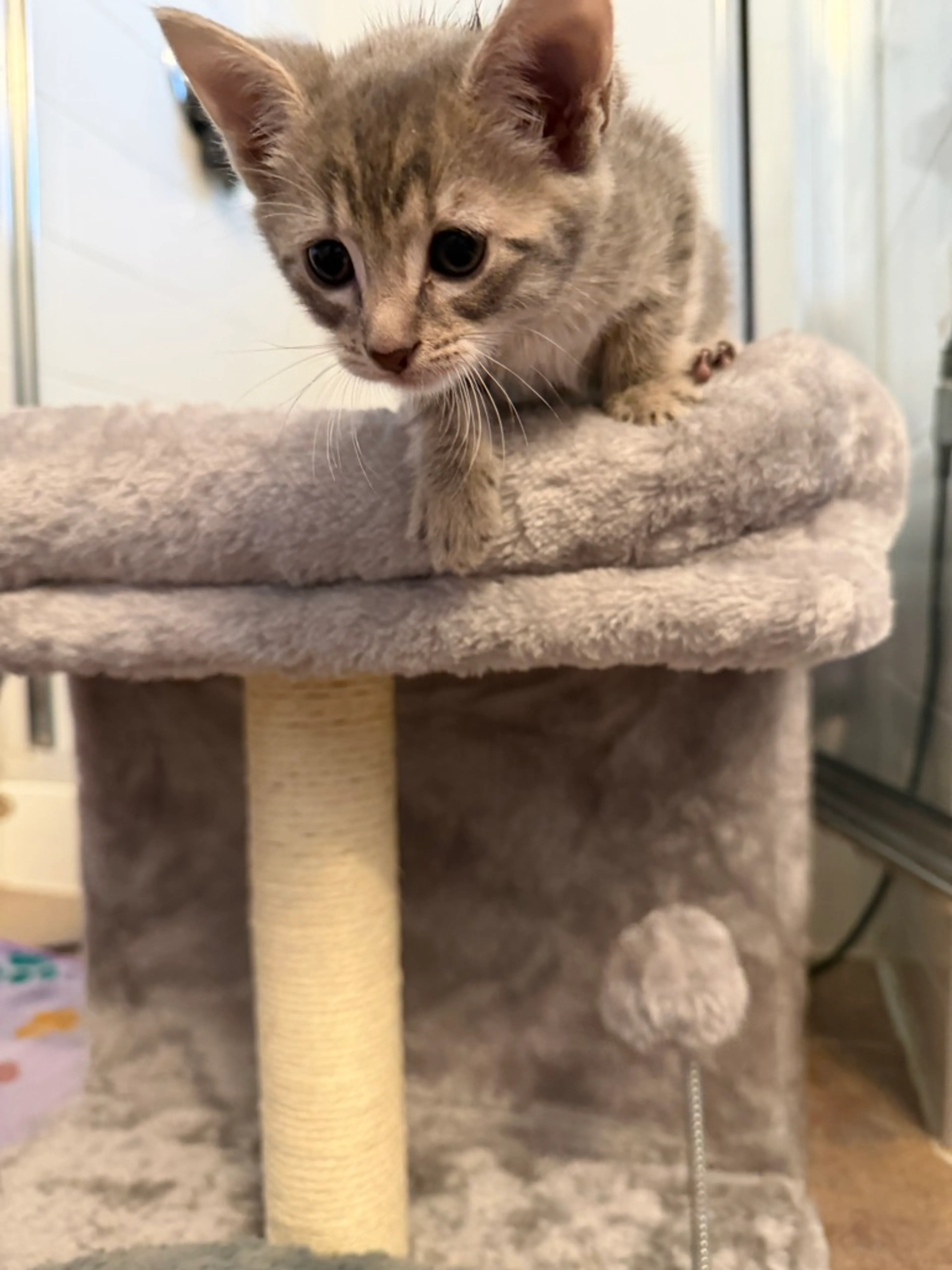 Found pet-1