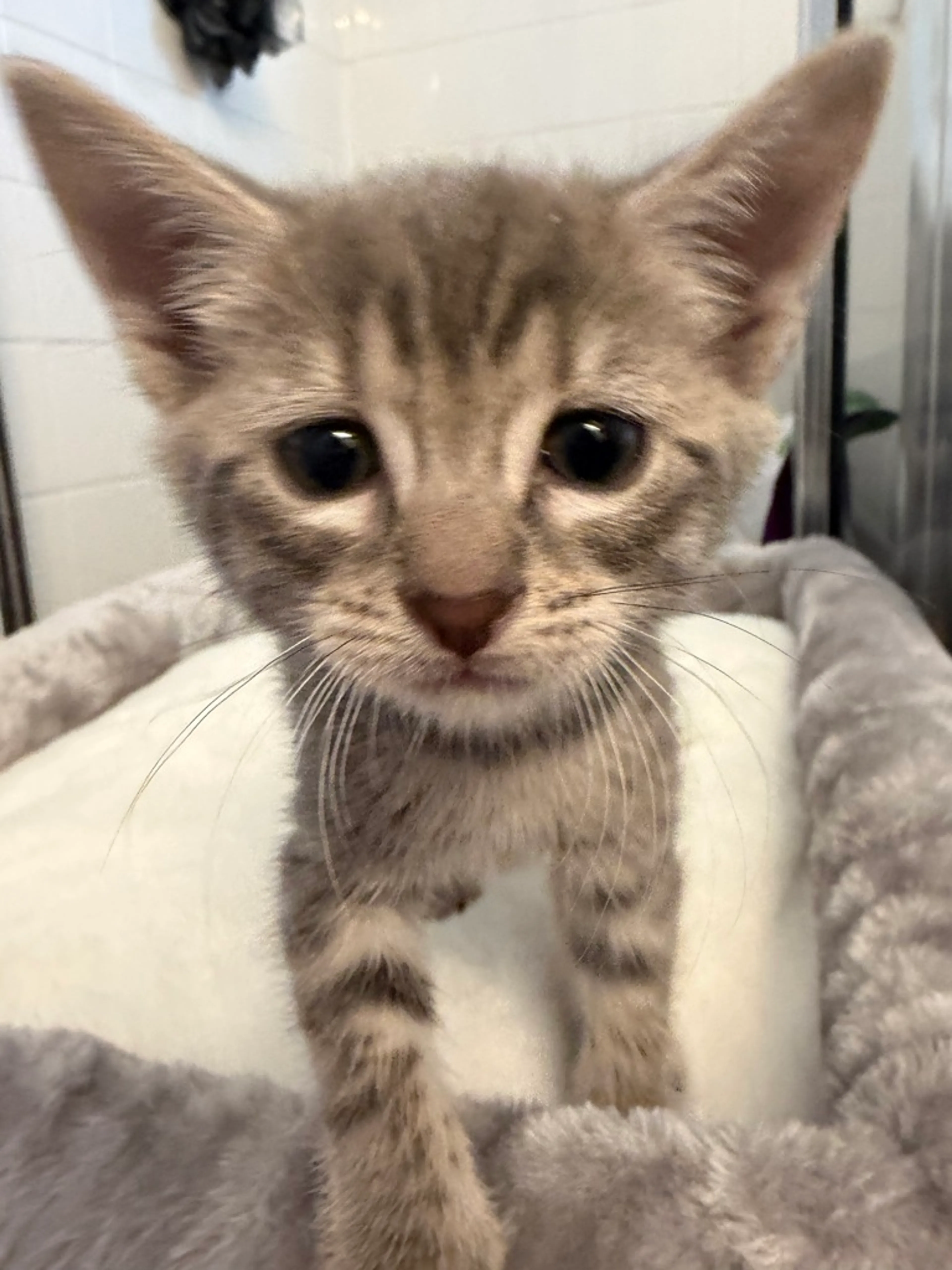 Found pet-0