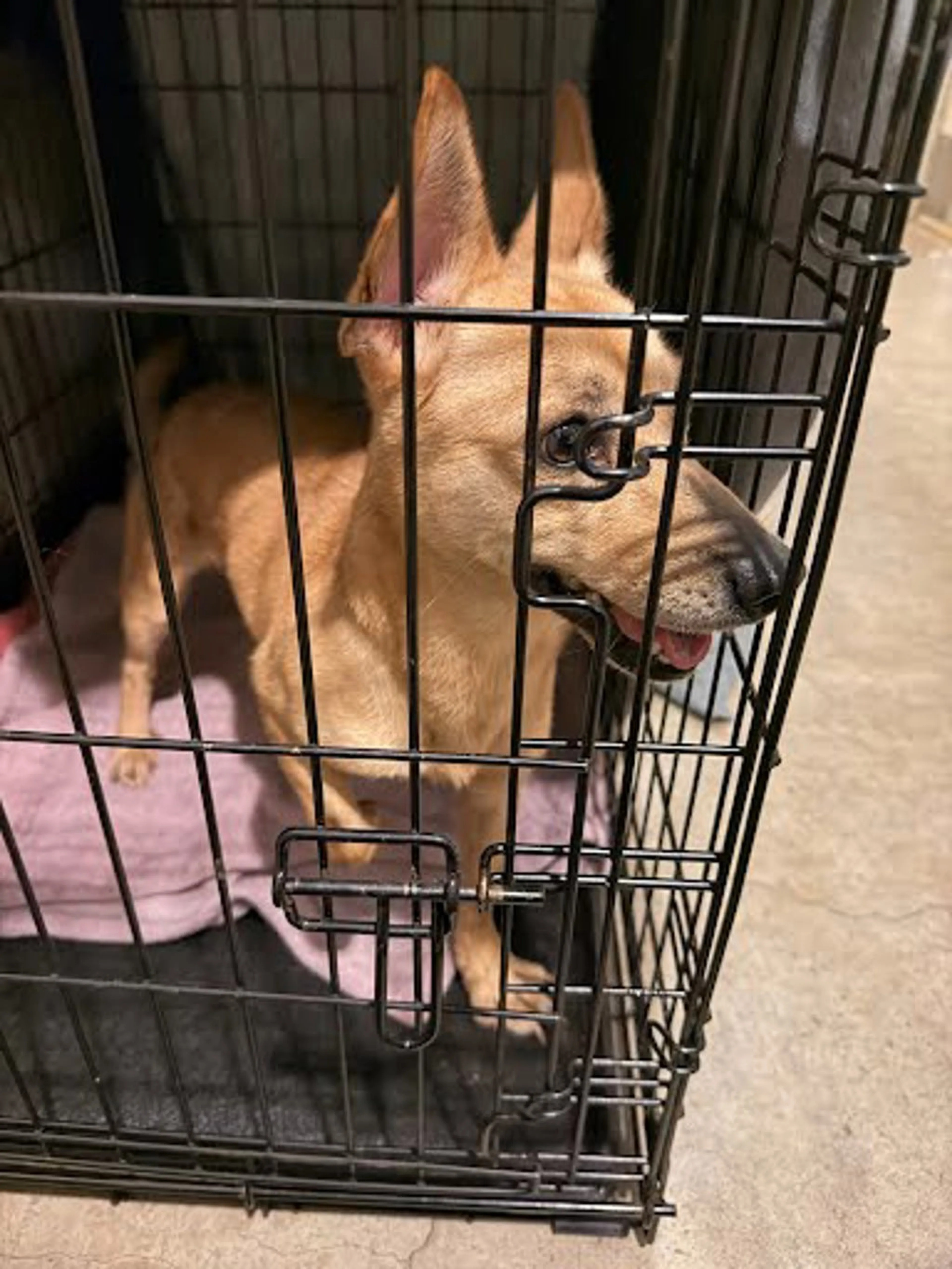 Found pet-1