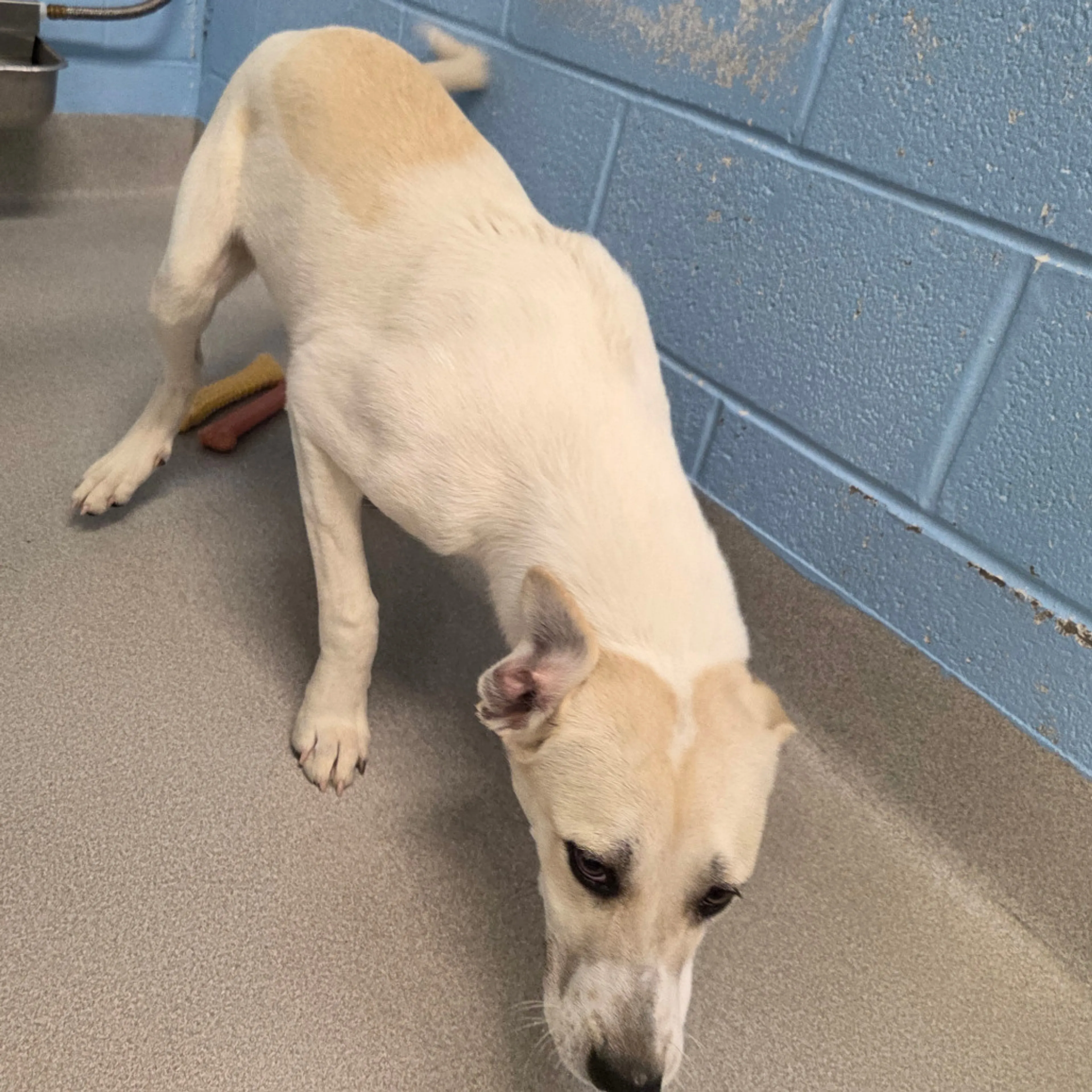 Found pet-2