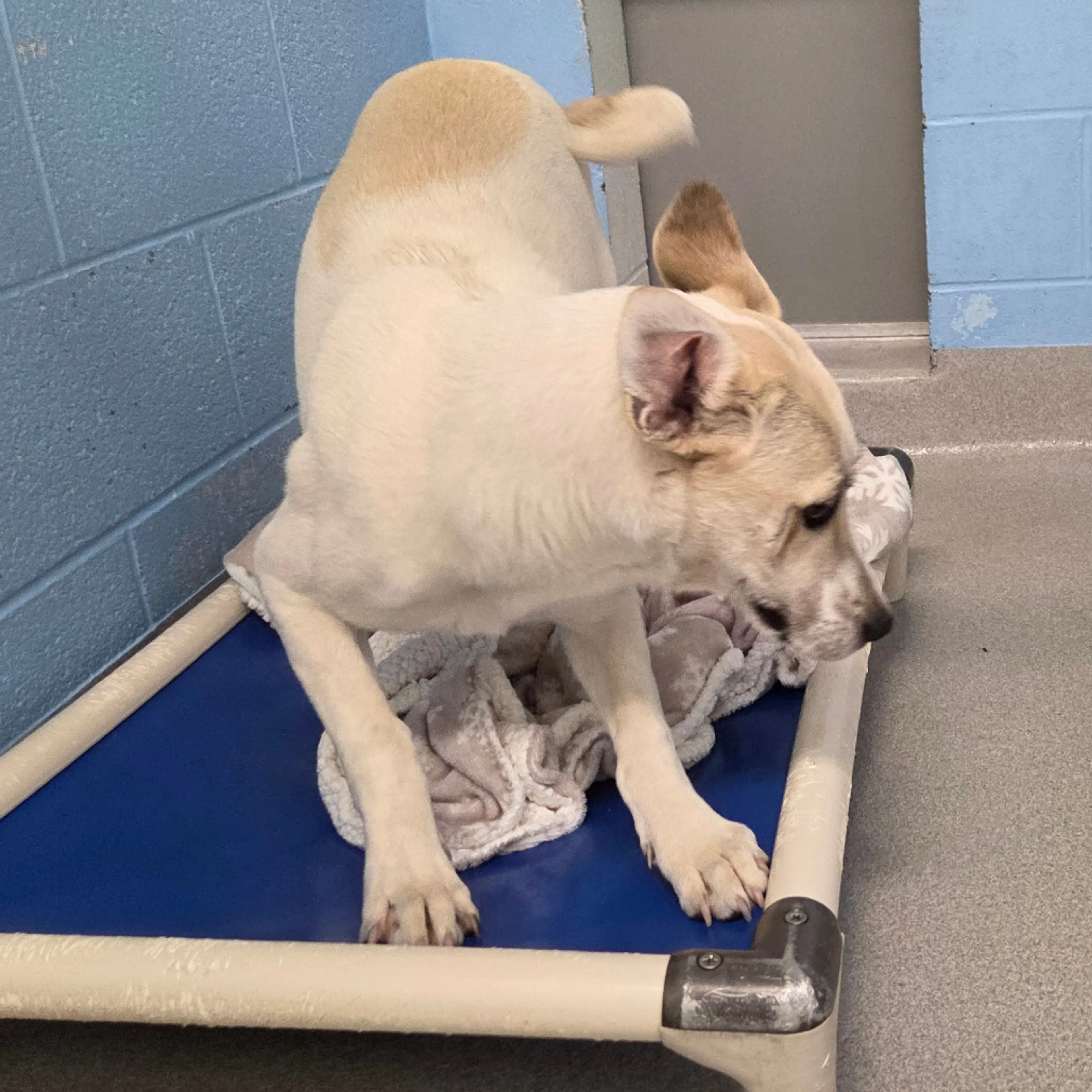 Found pet-1