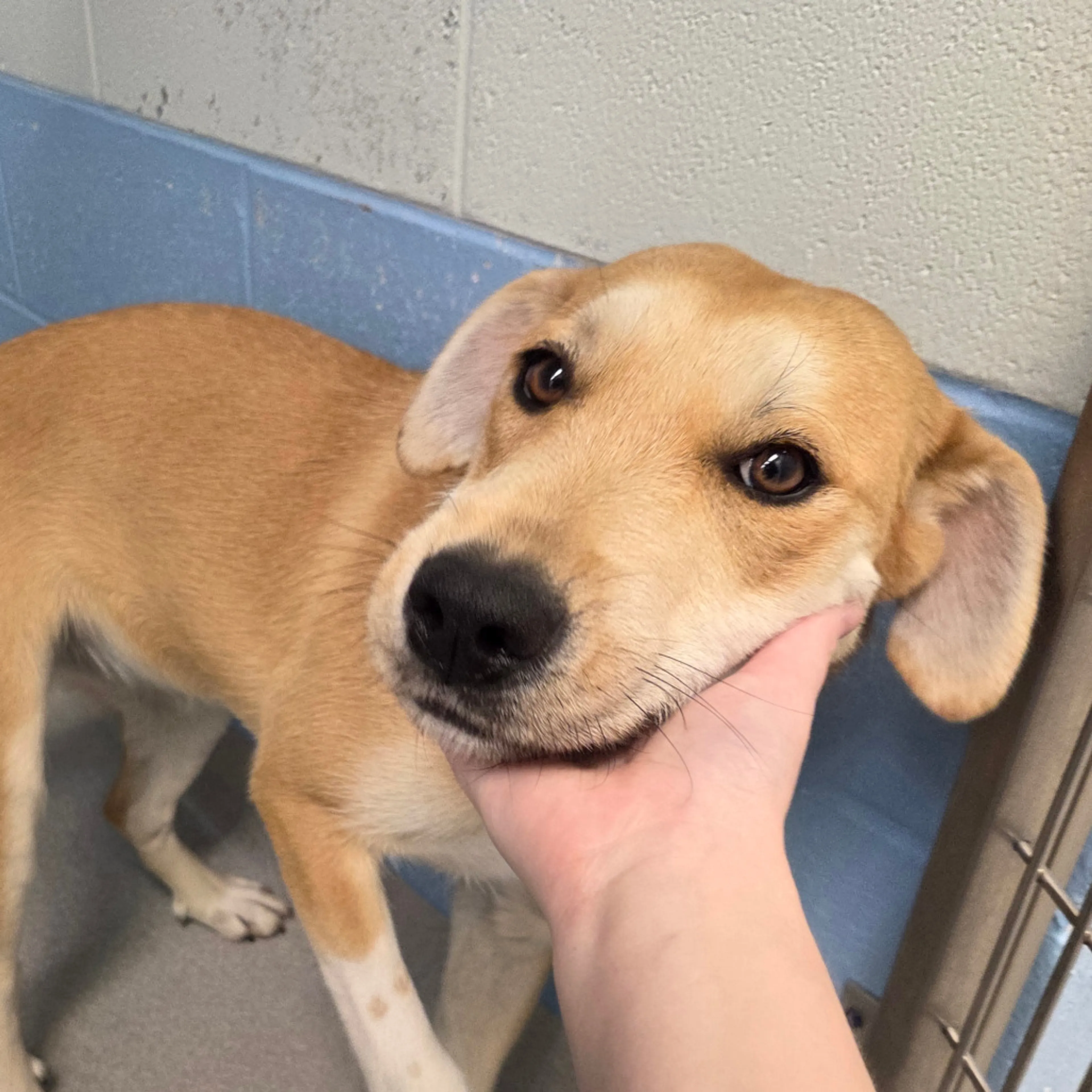 Found pet-2