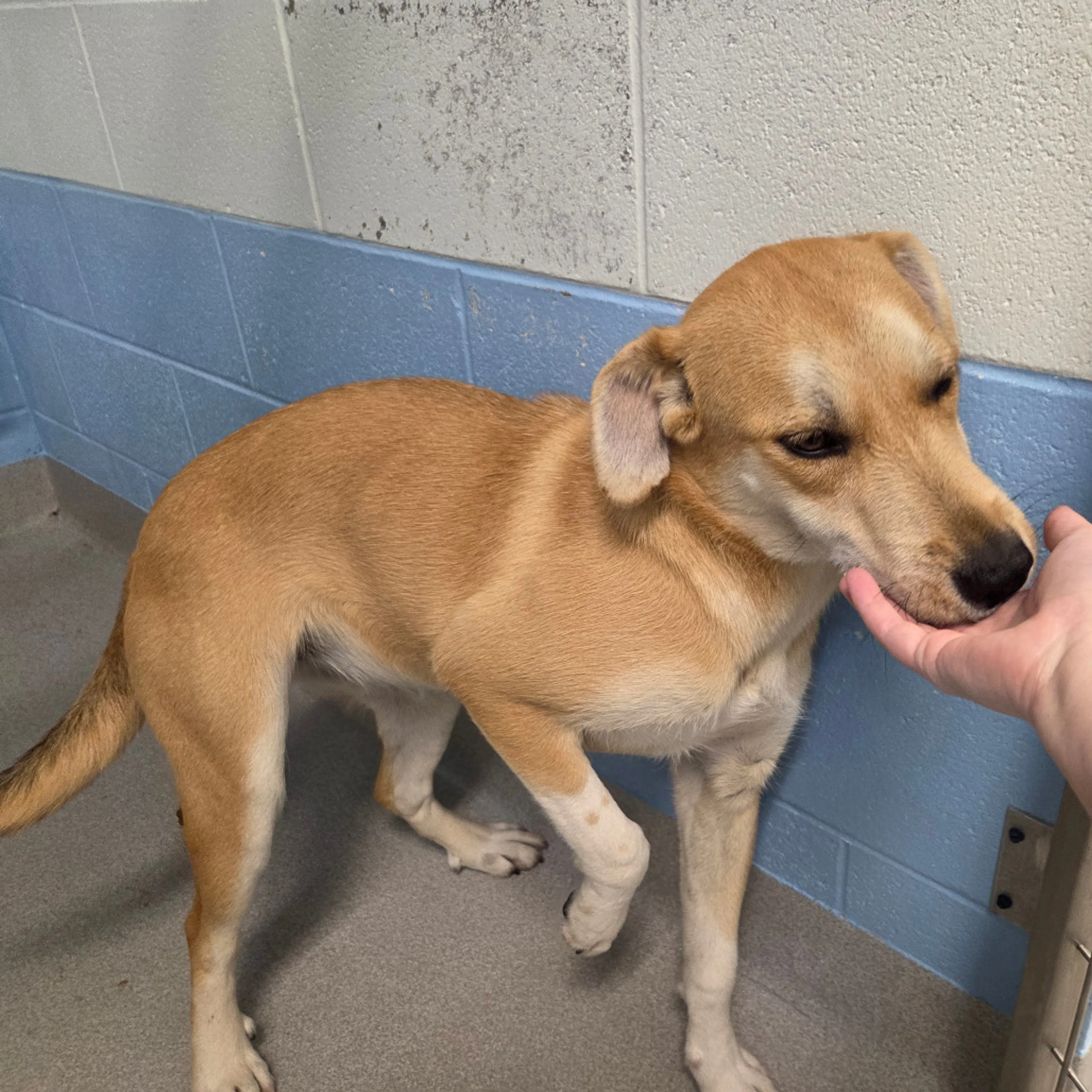 Found pet-1