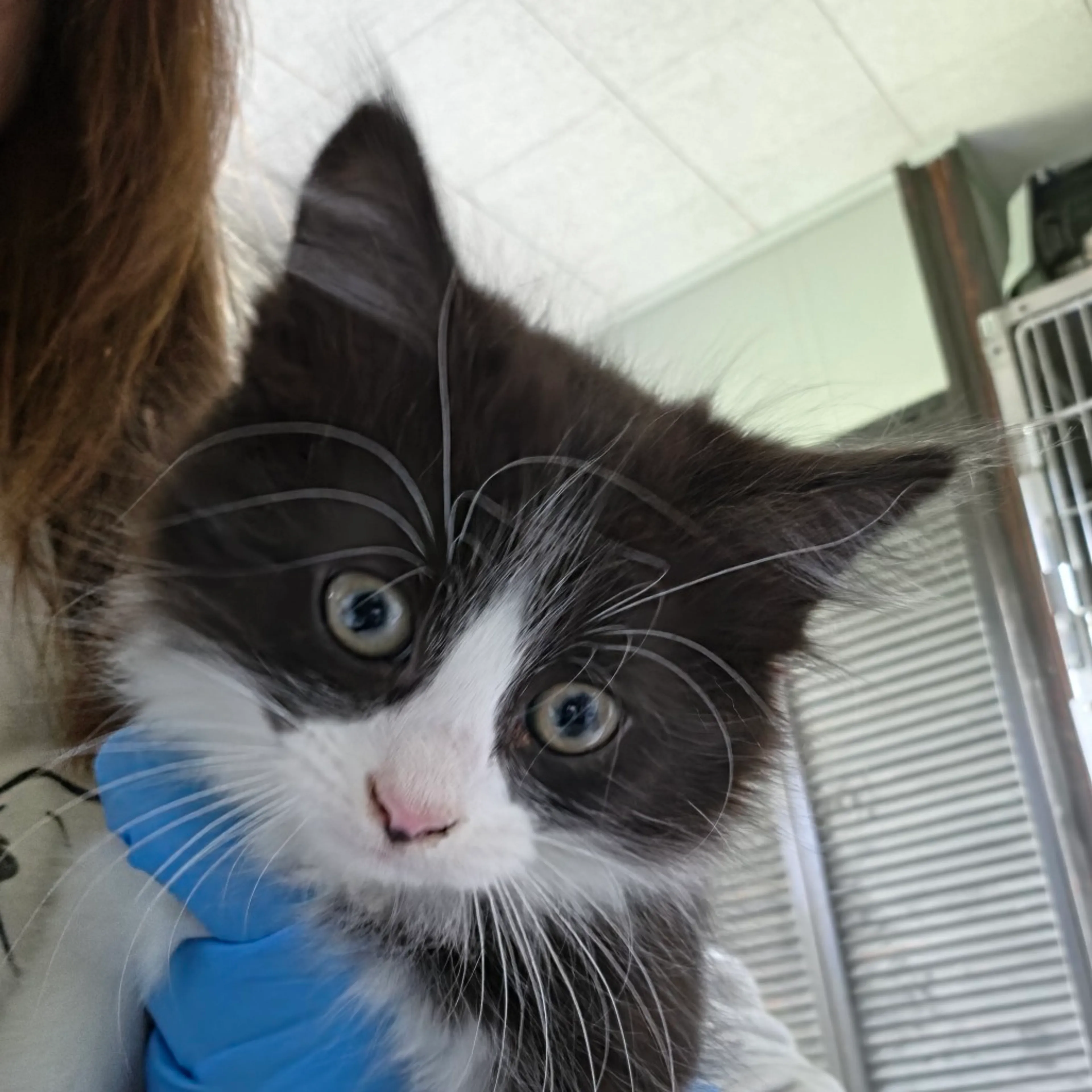 Found pet