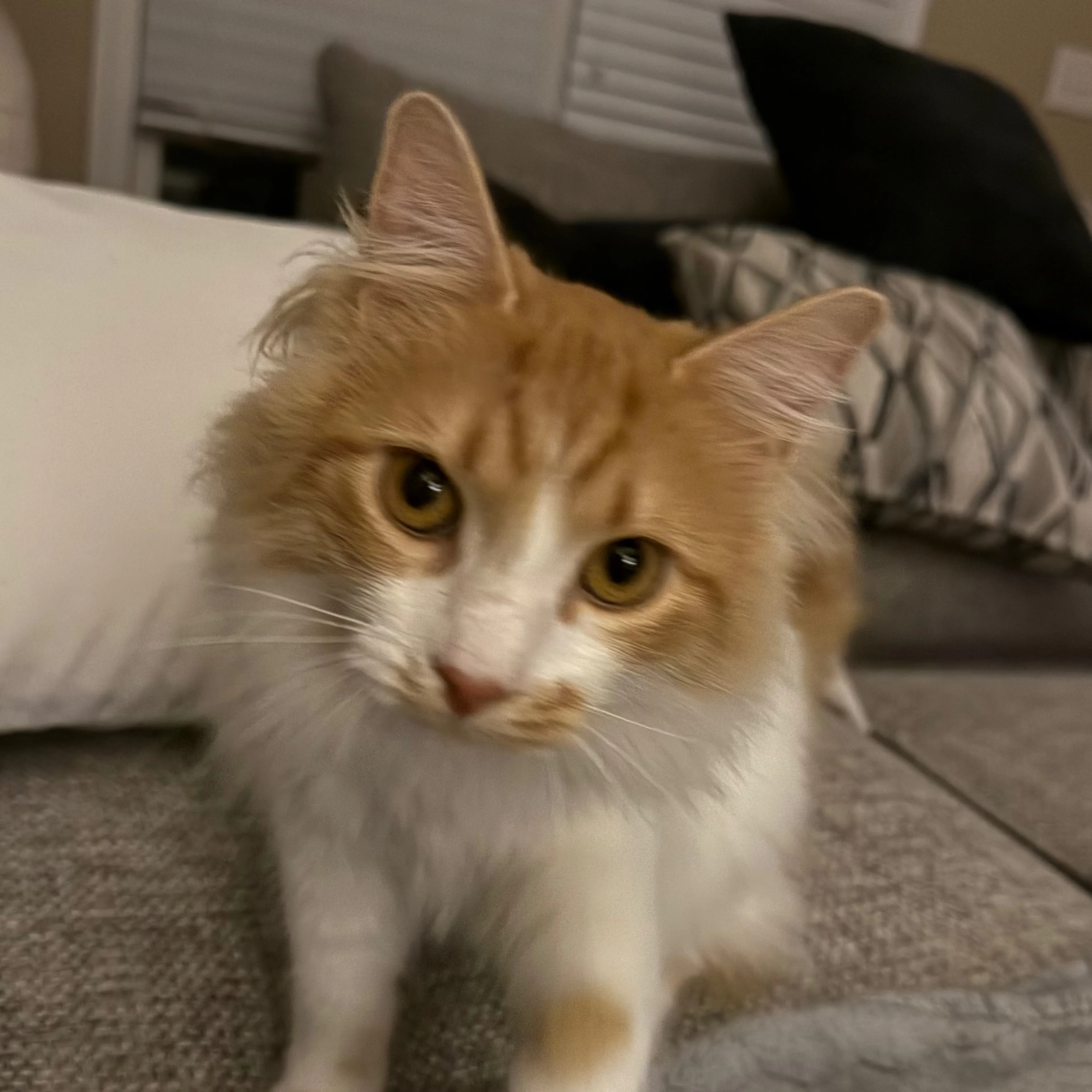 Lost pet-2