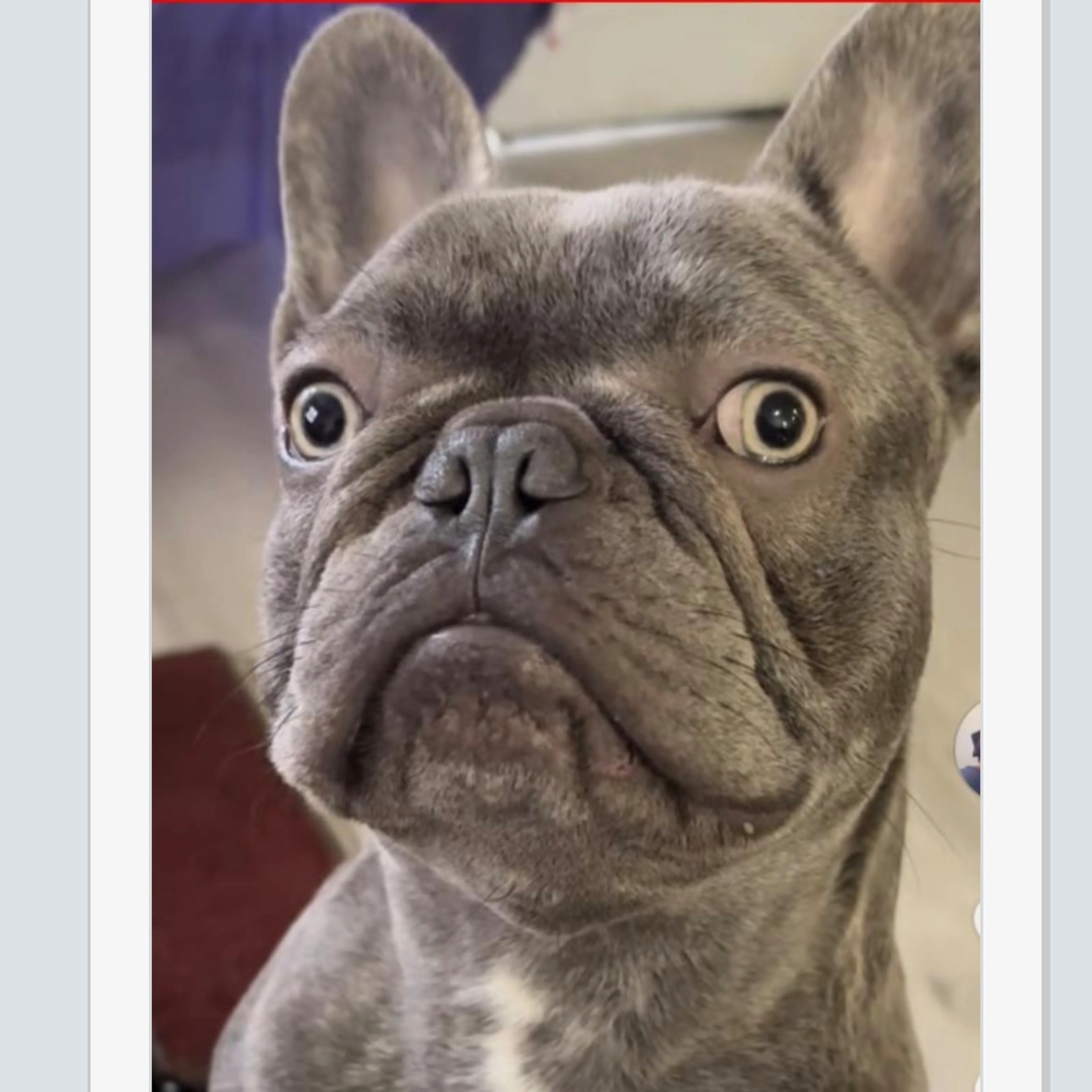 Lost pet-1