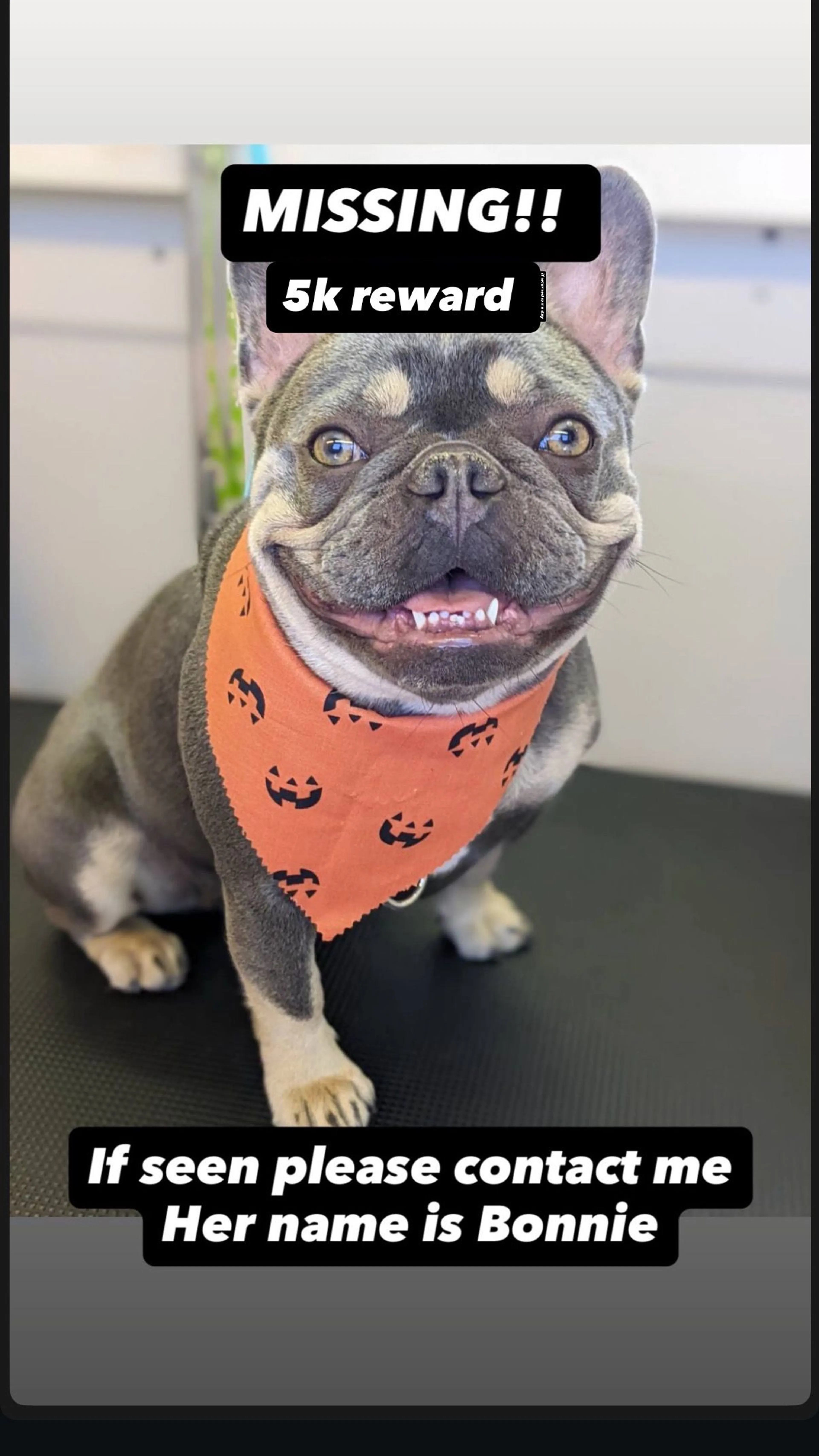 Lost pet