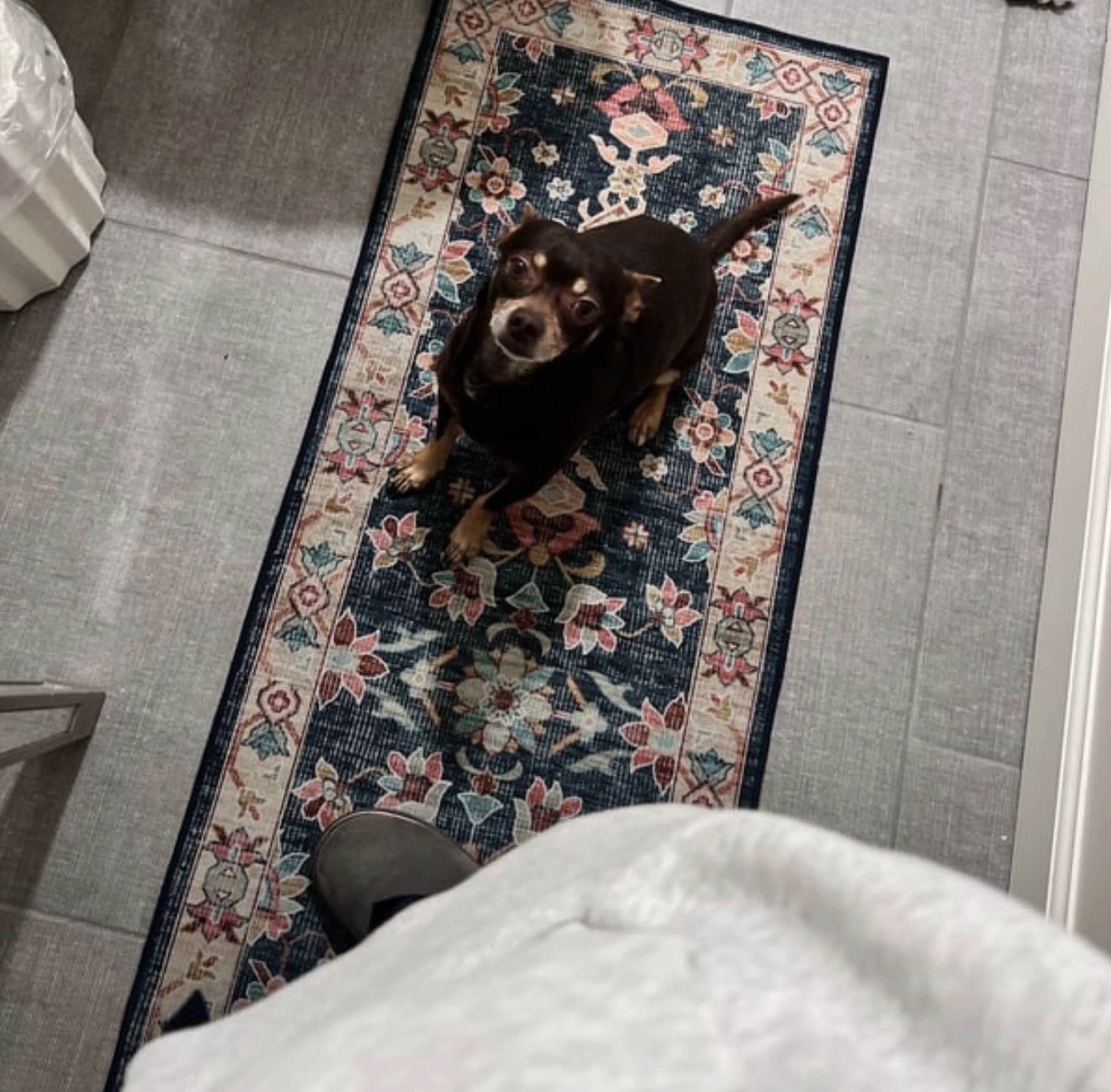 Lost pet