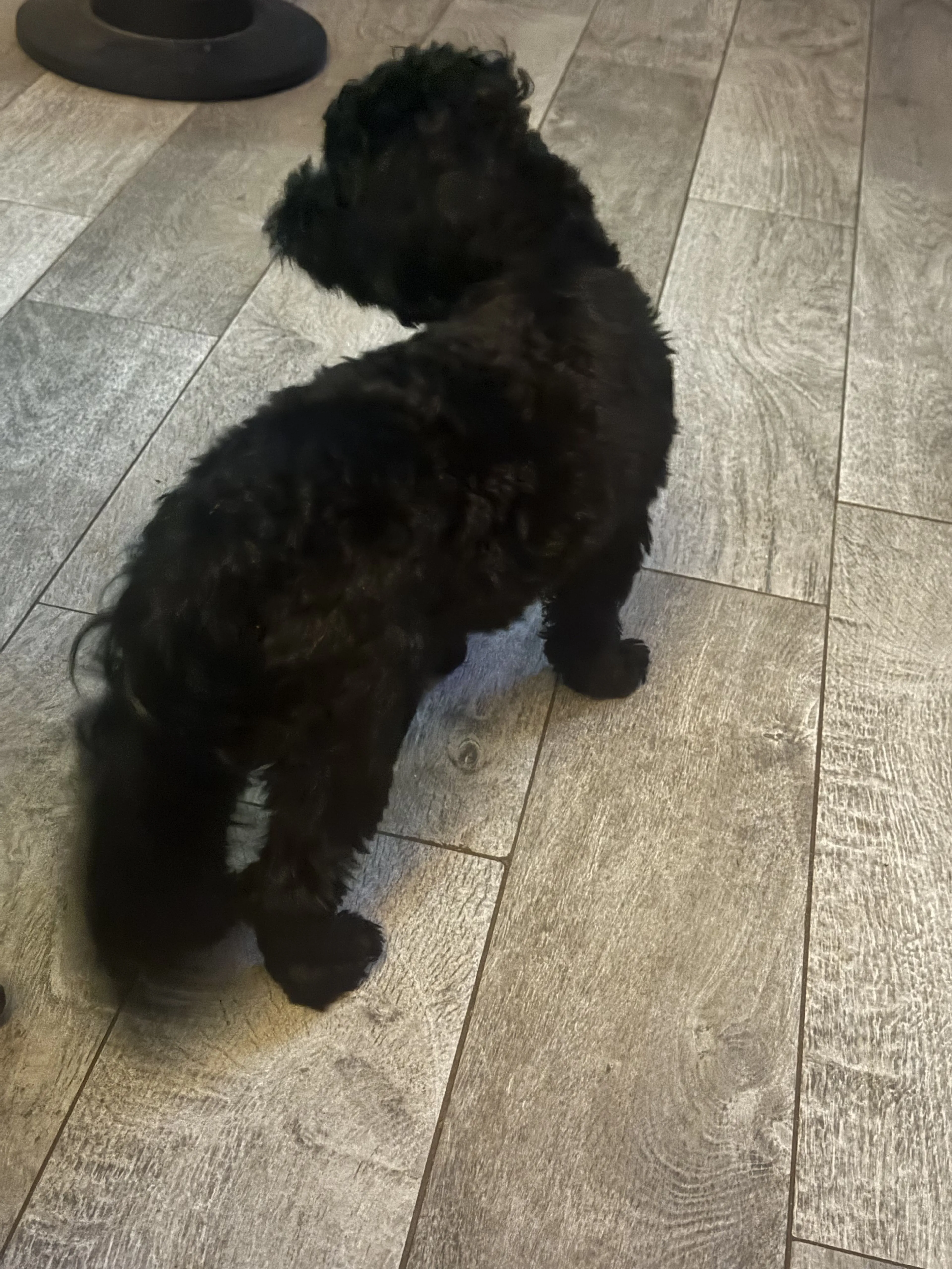 Lost pet-1