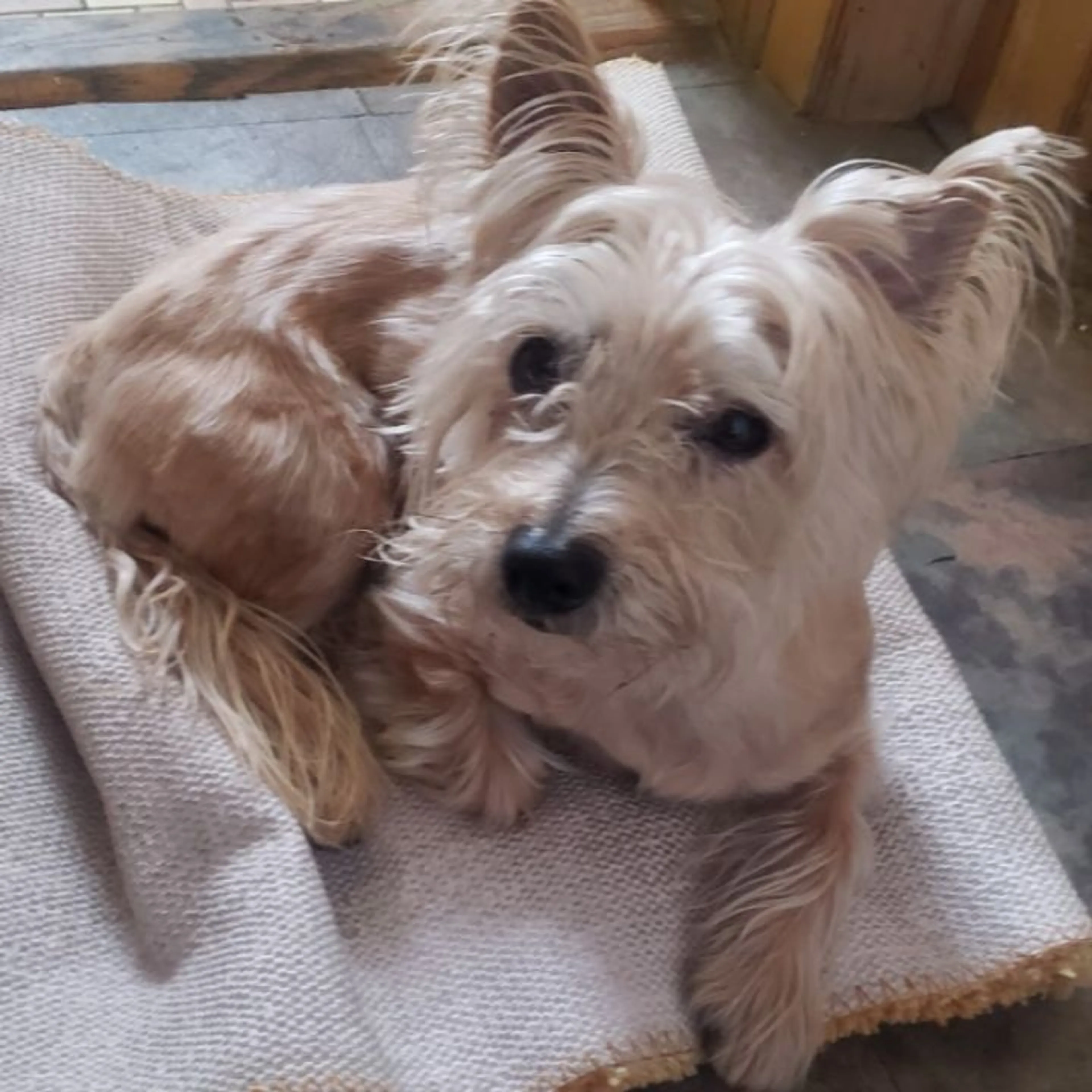 Lost pet-0