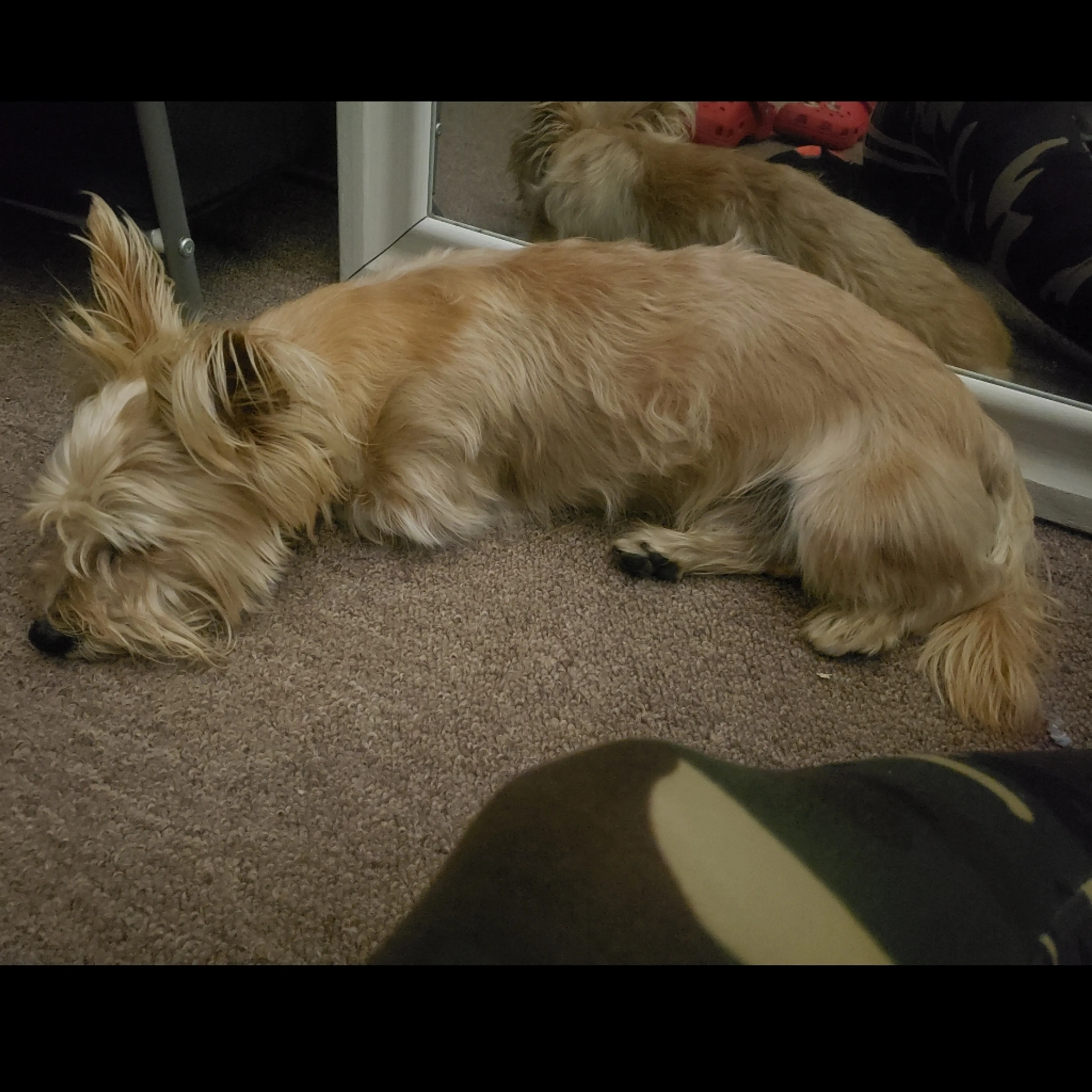 Lost pet-1