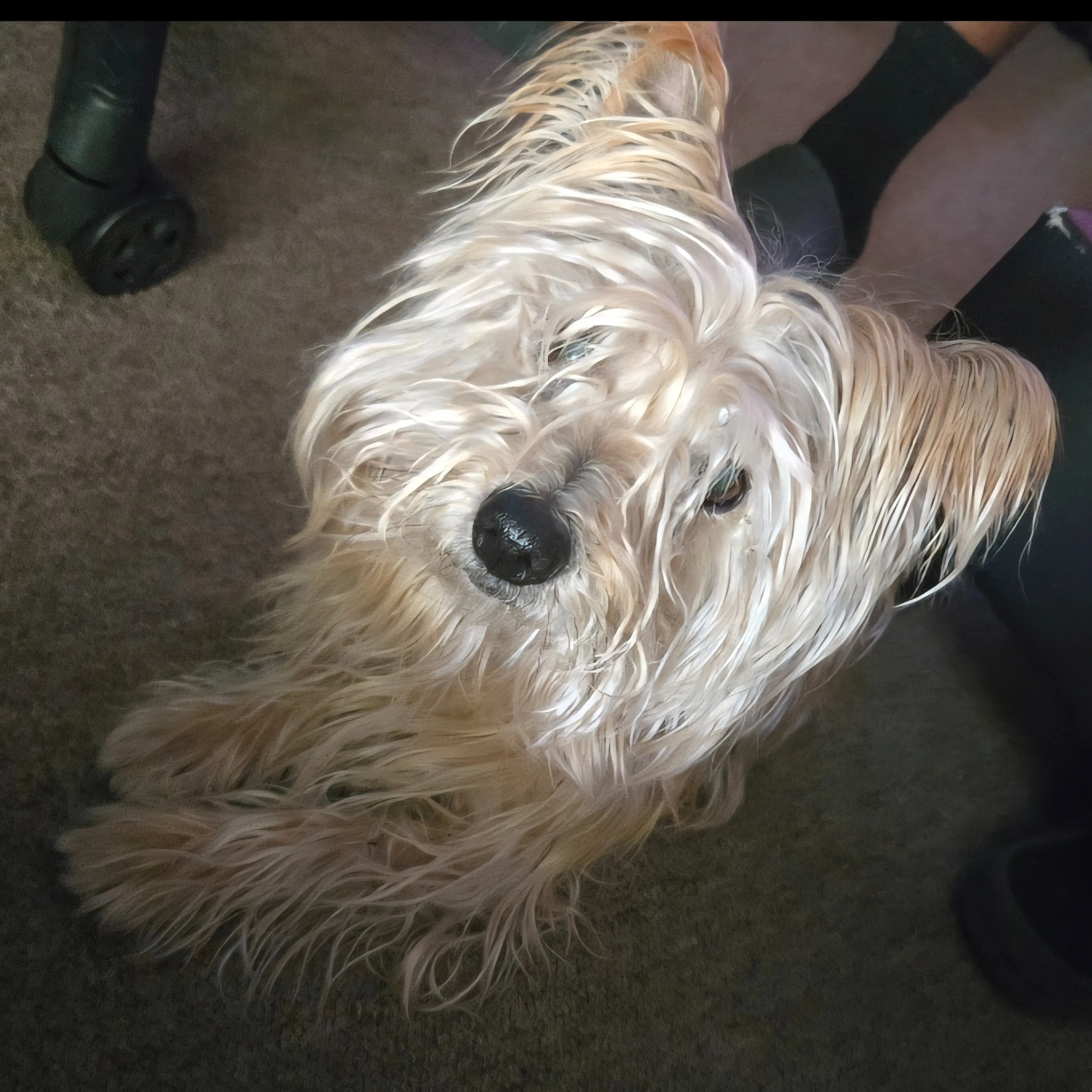 Lost pet-2