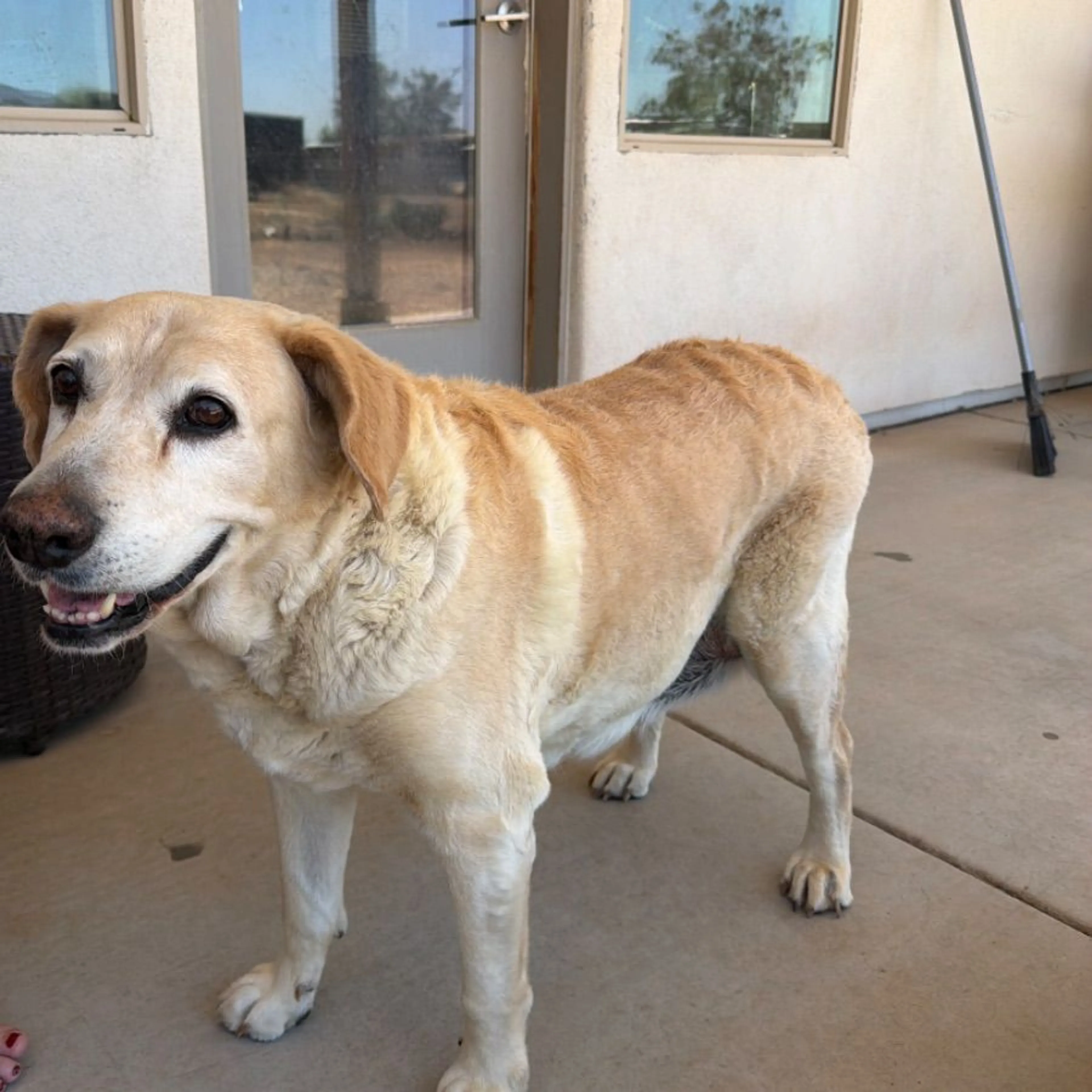 Found pet