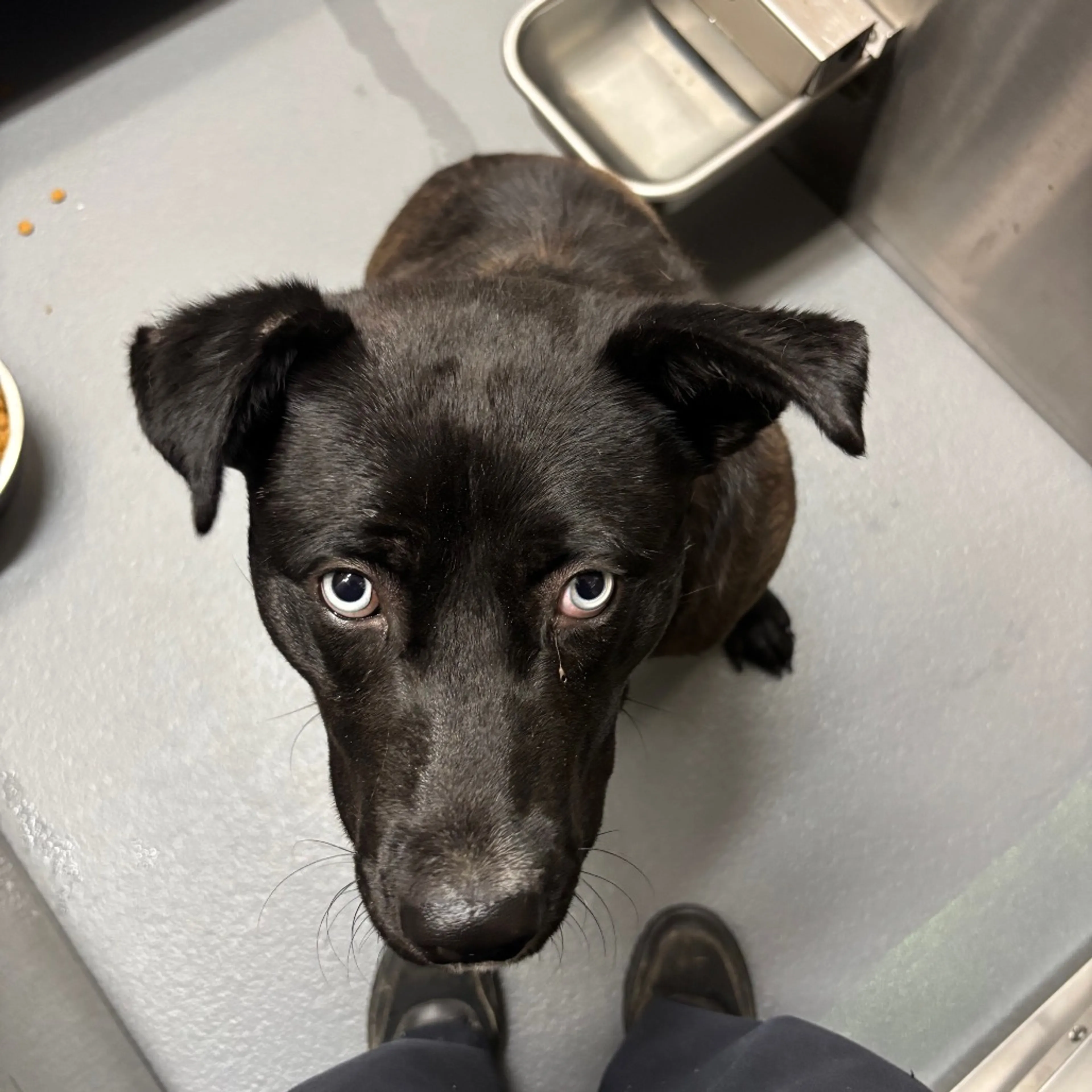 Found pet