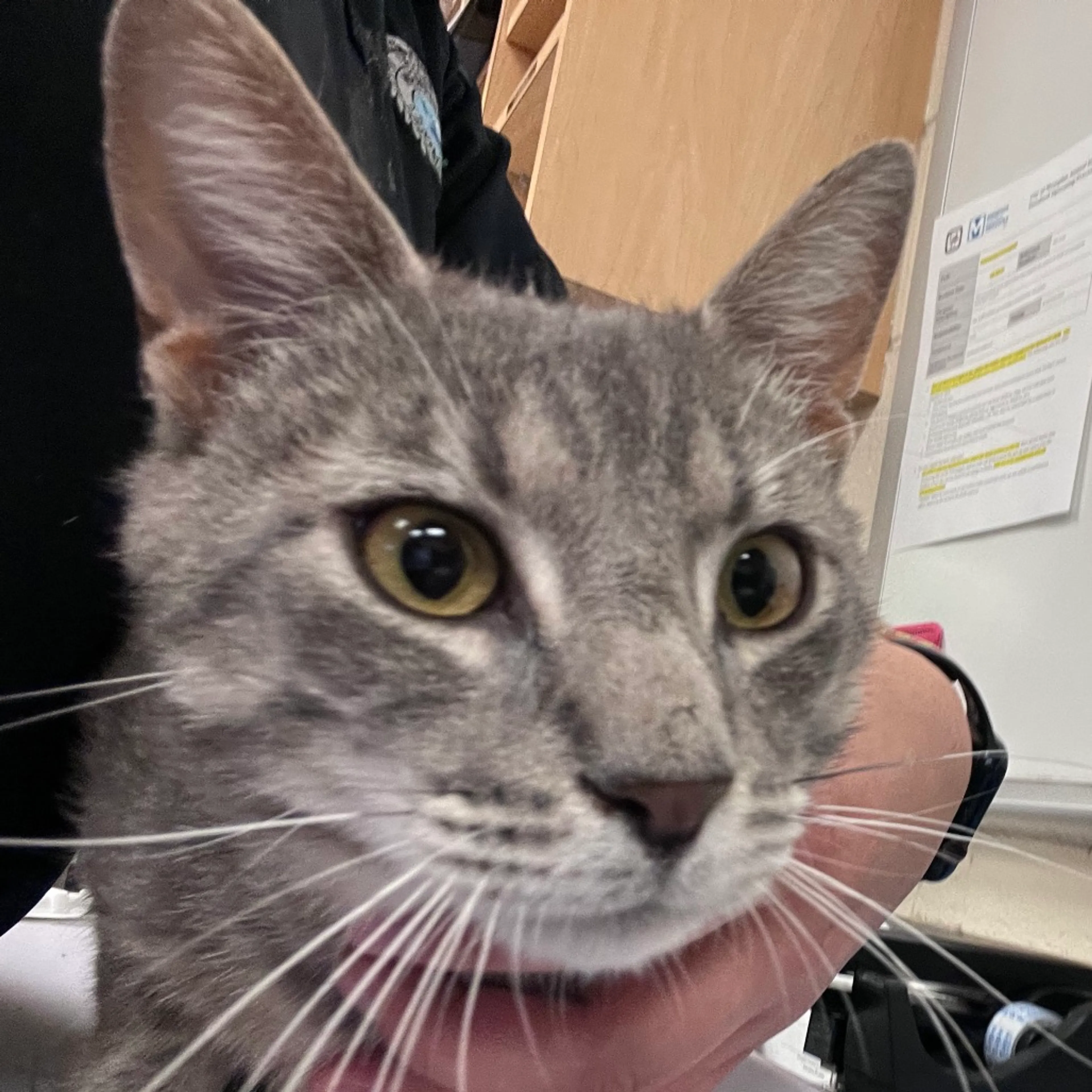 Found pet