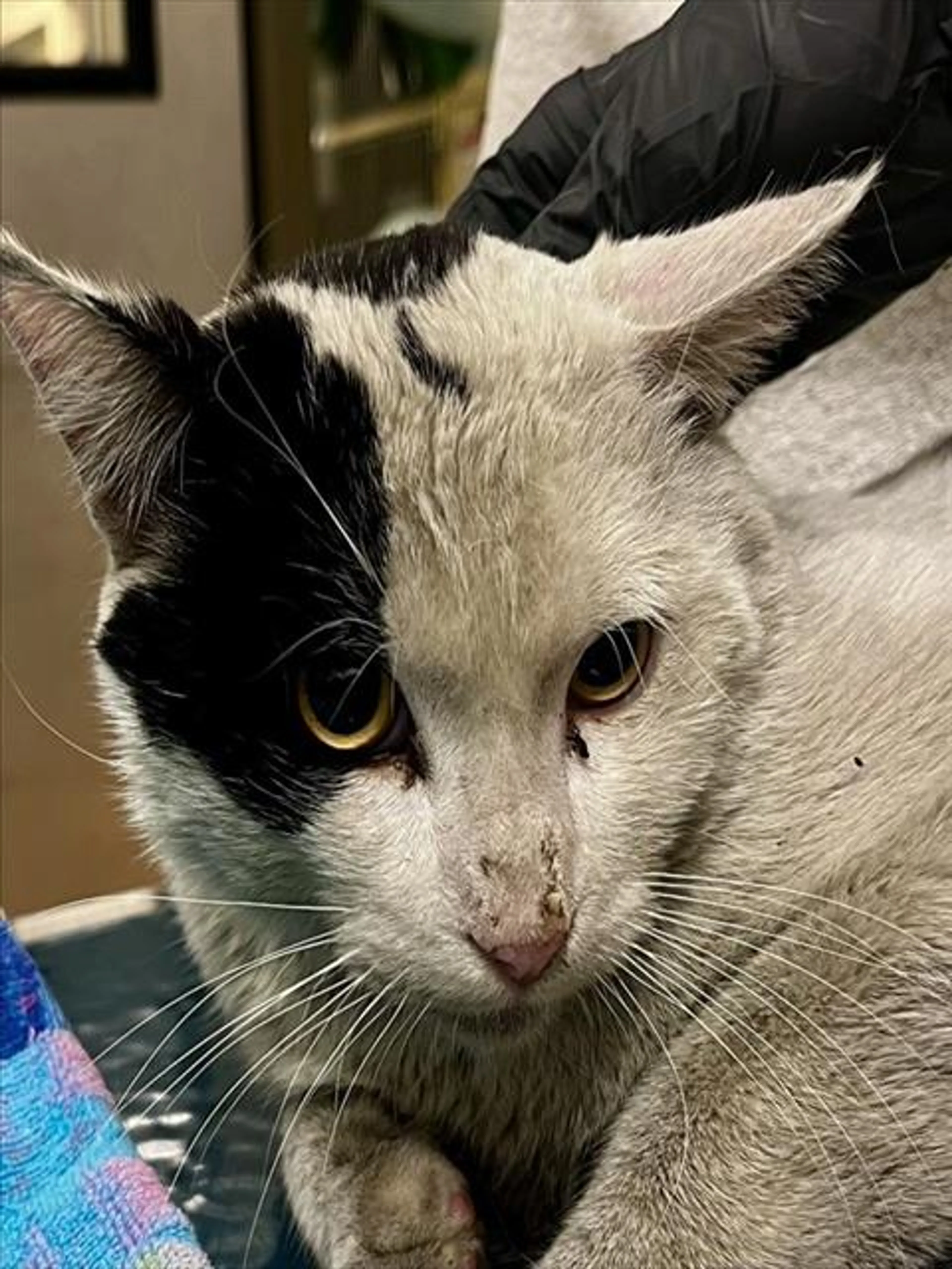 Found pet