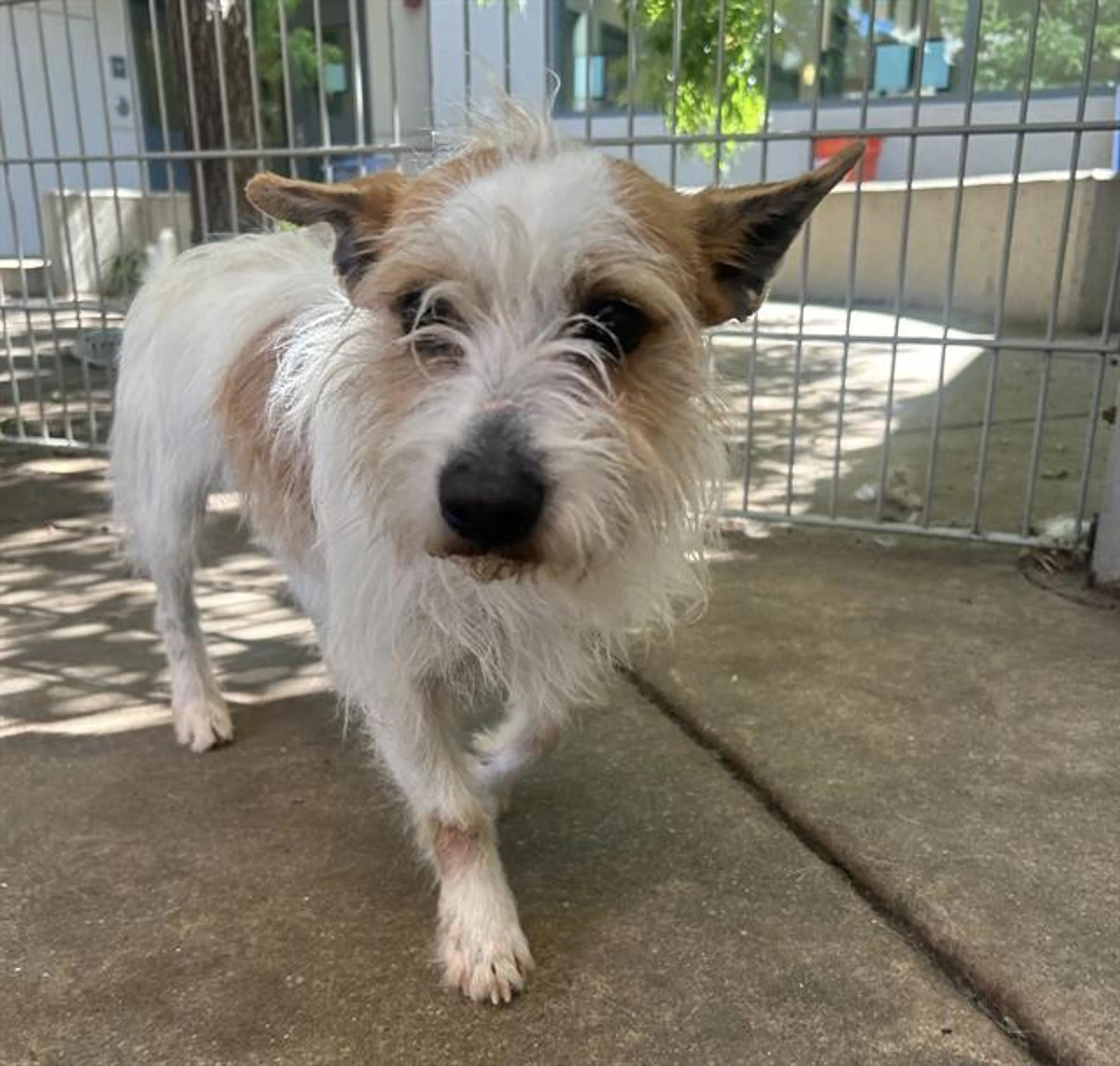 Found pet