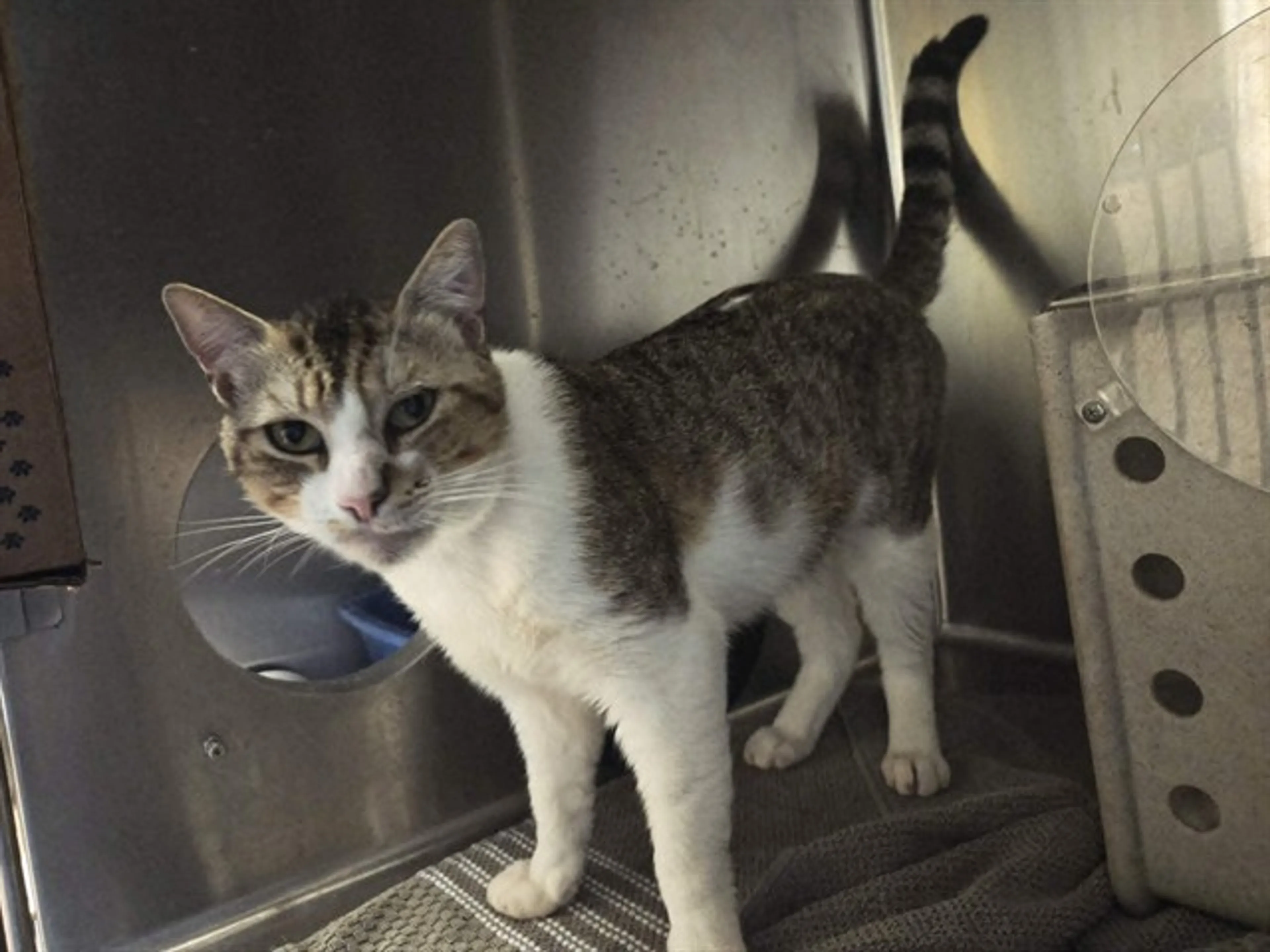 Found pet