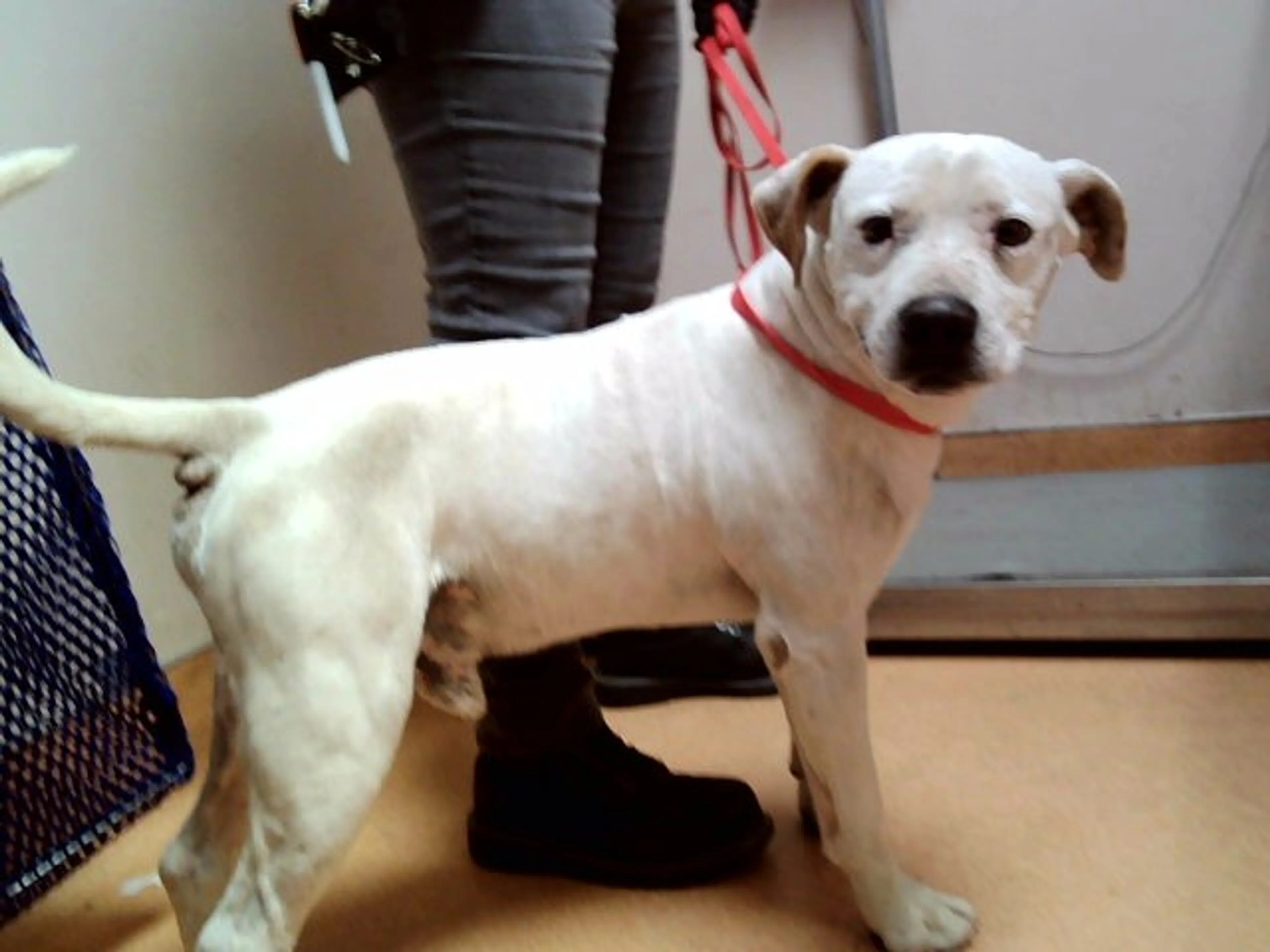 Found pet