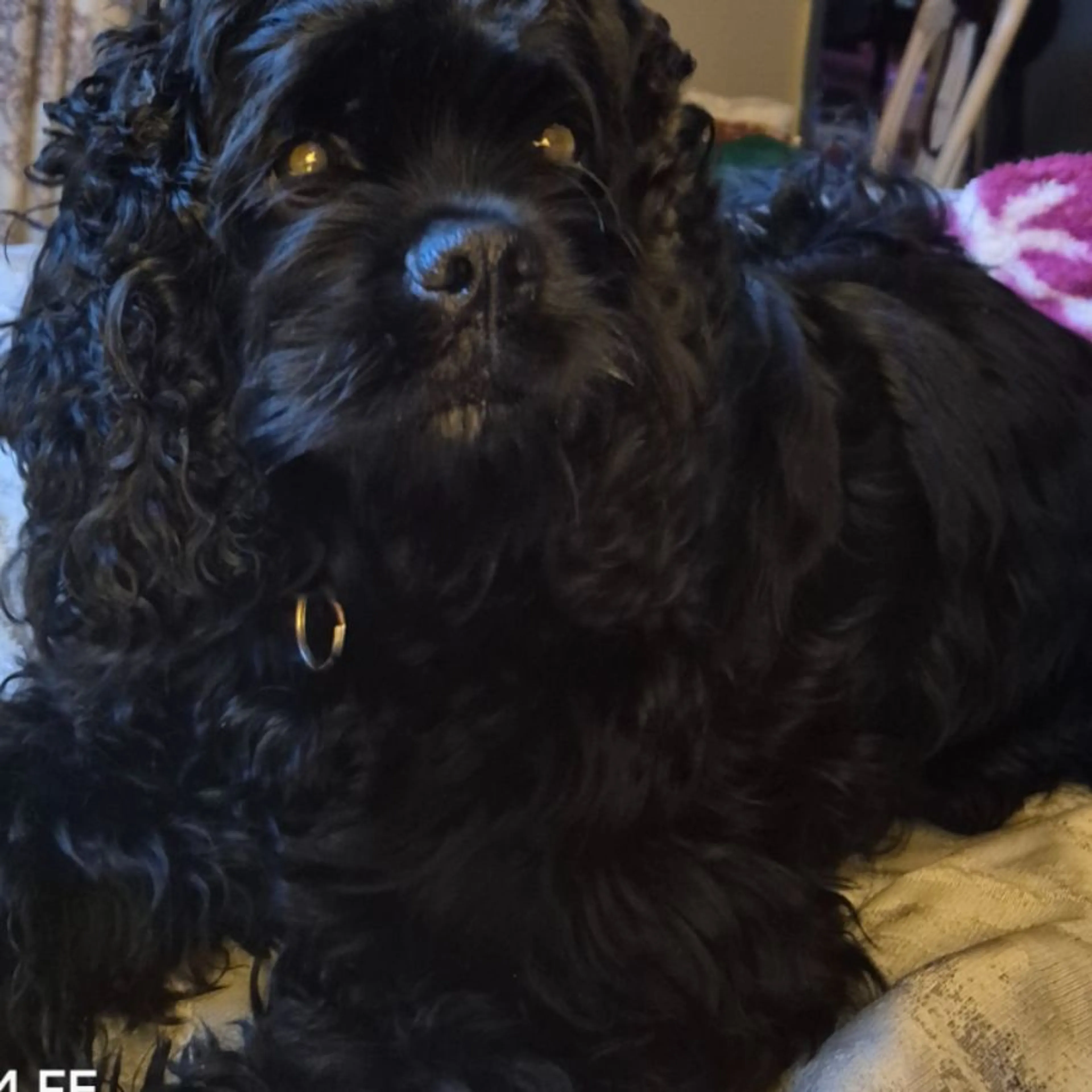 Lost pet