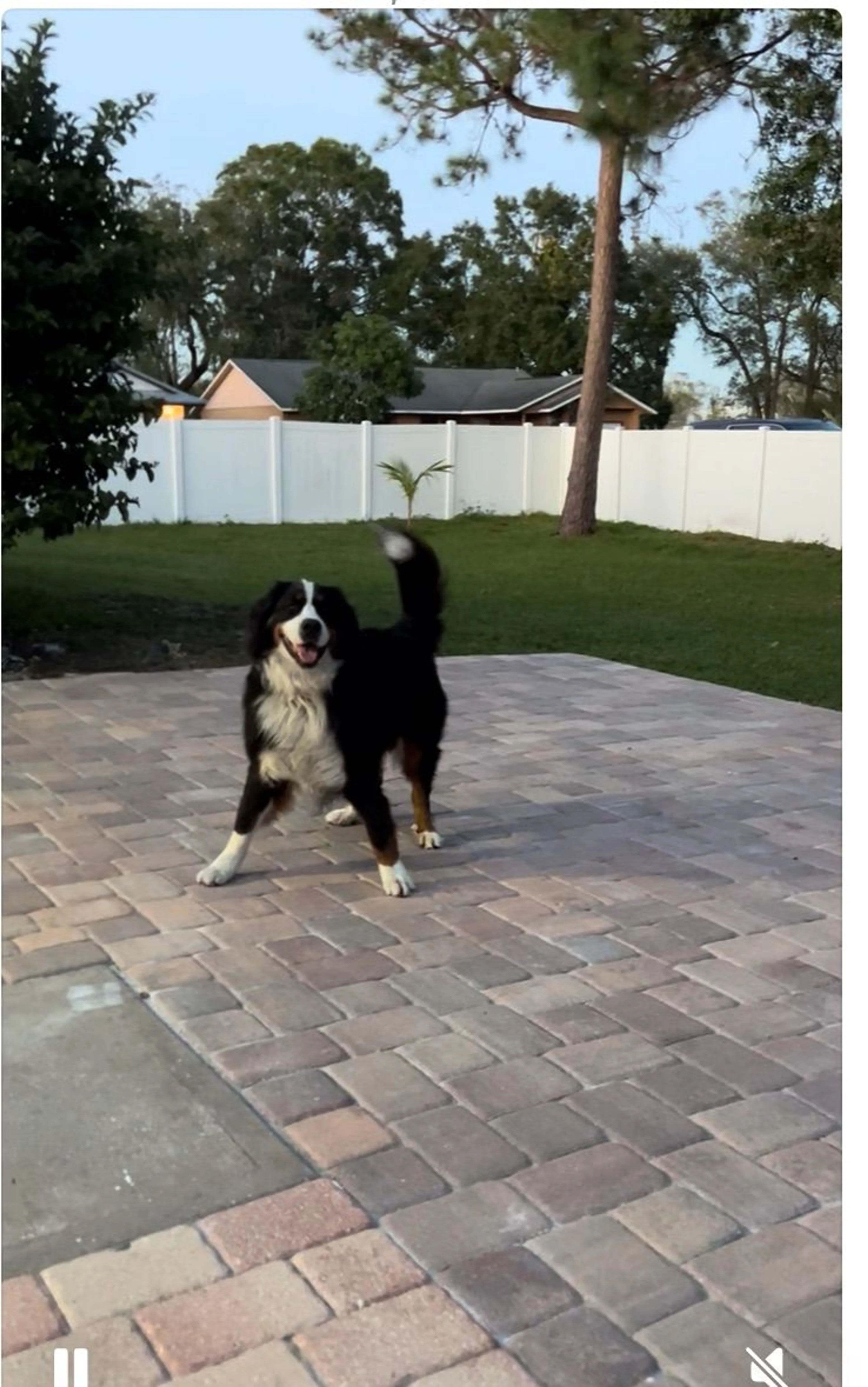 Lost pet