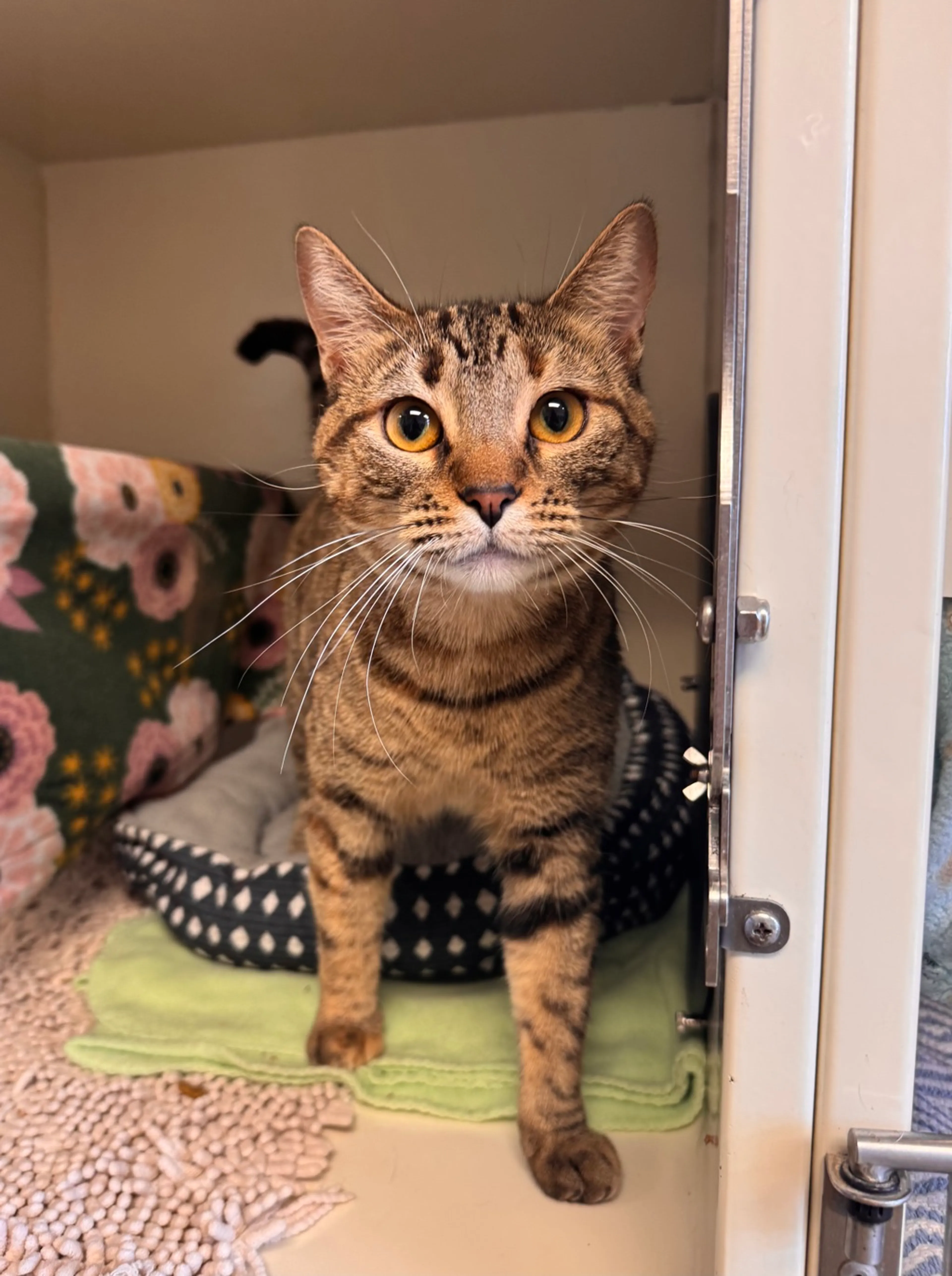 Found pet-1