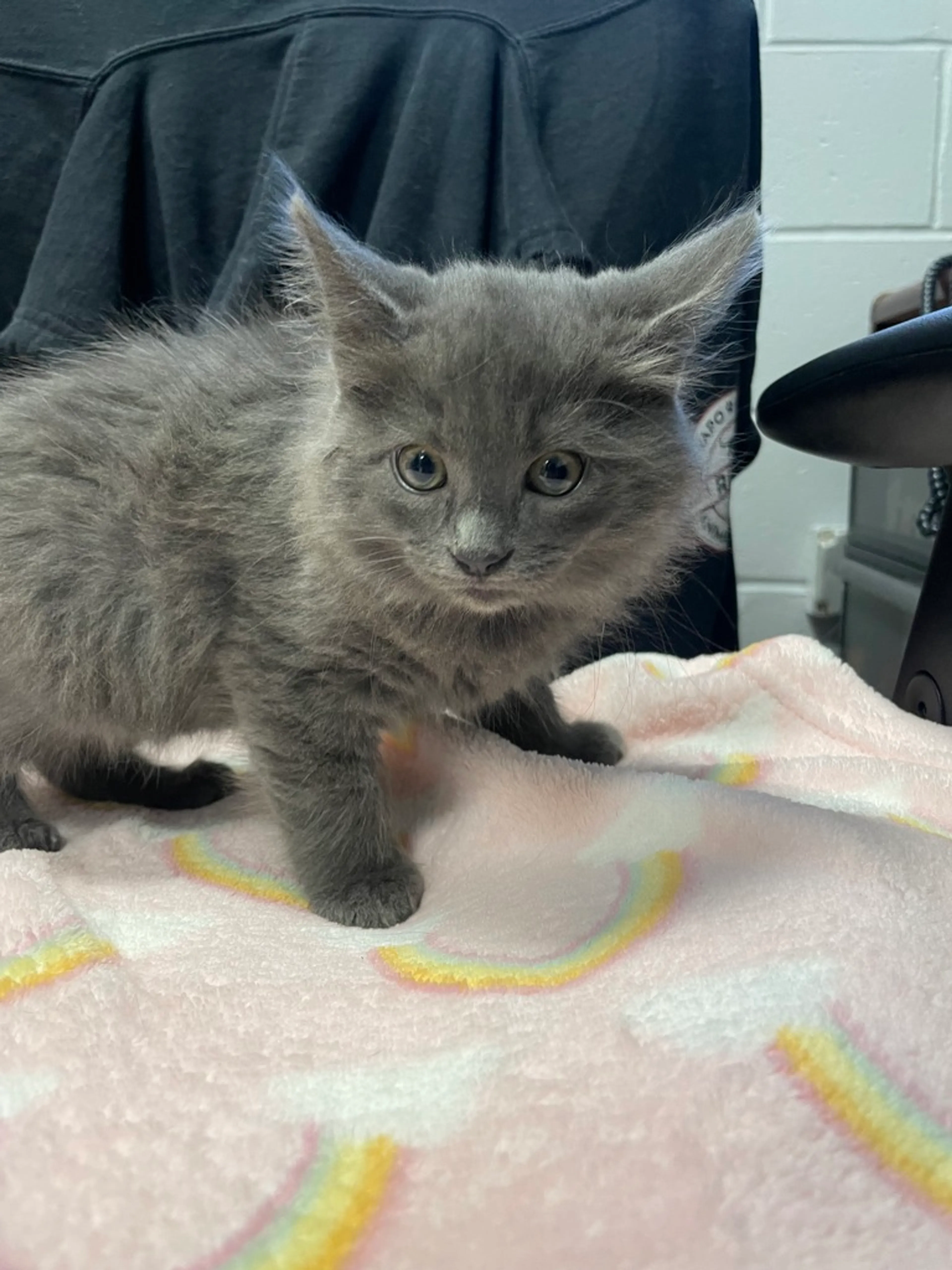 Found pet-1