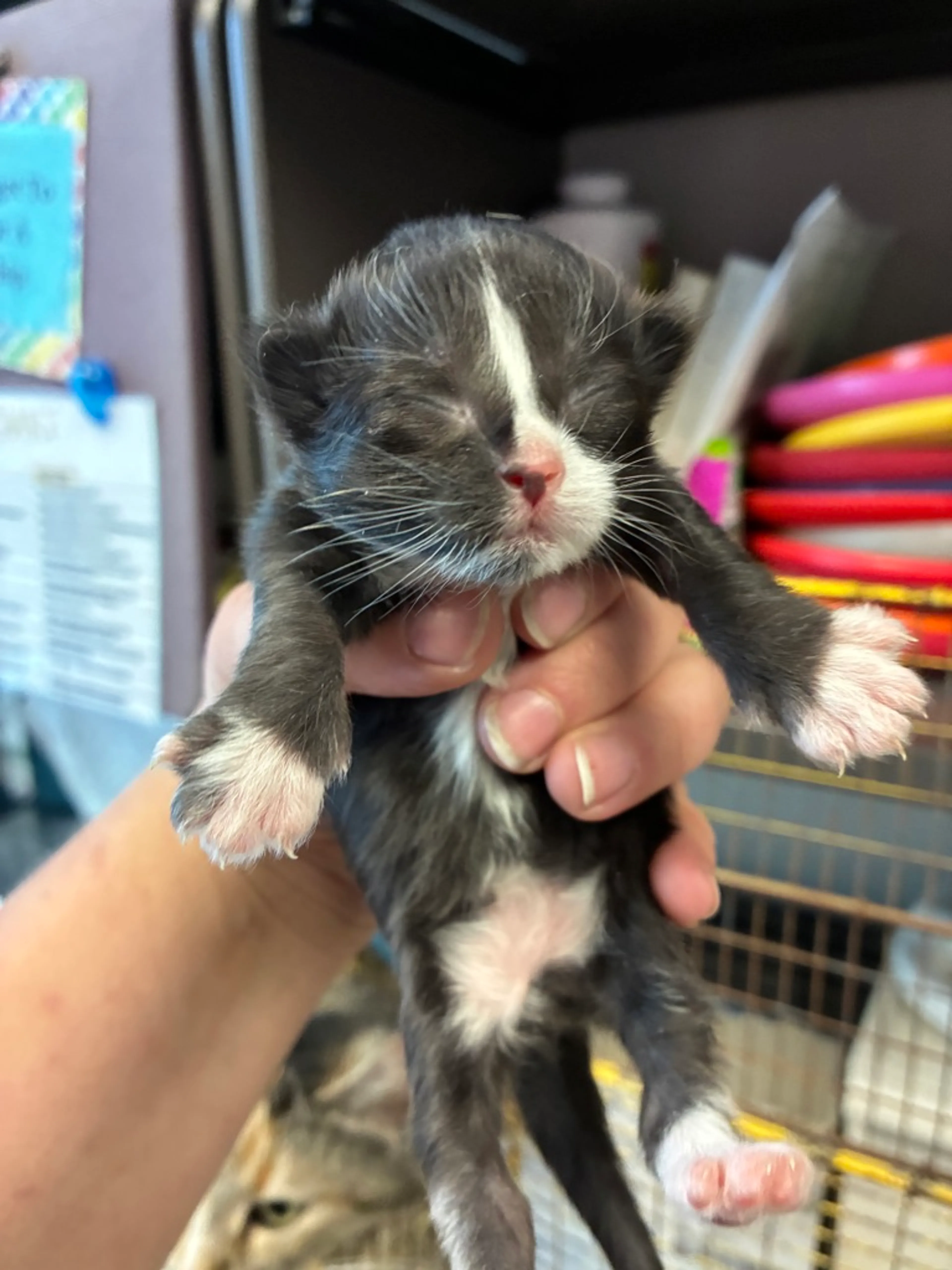 Found pet