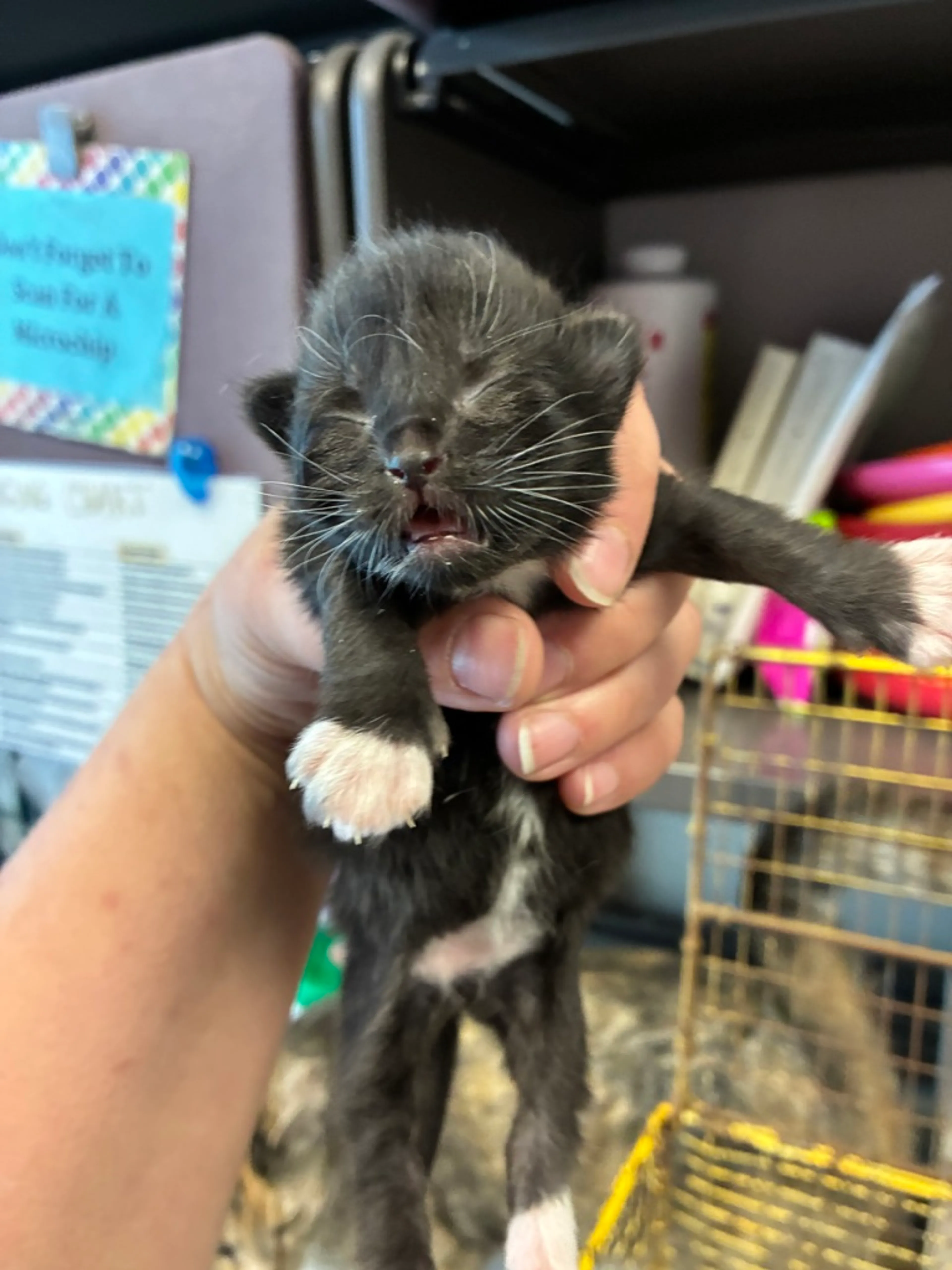 Found pet