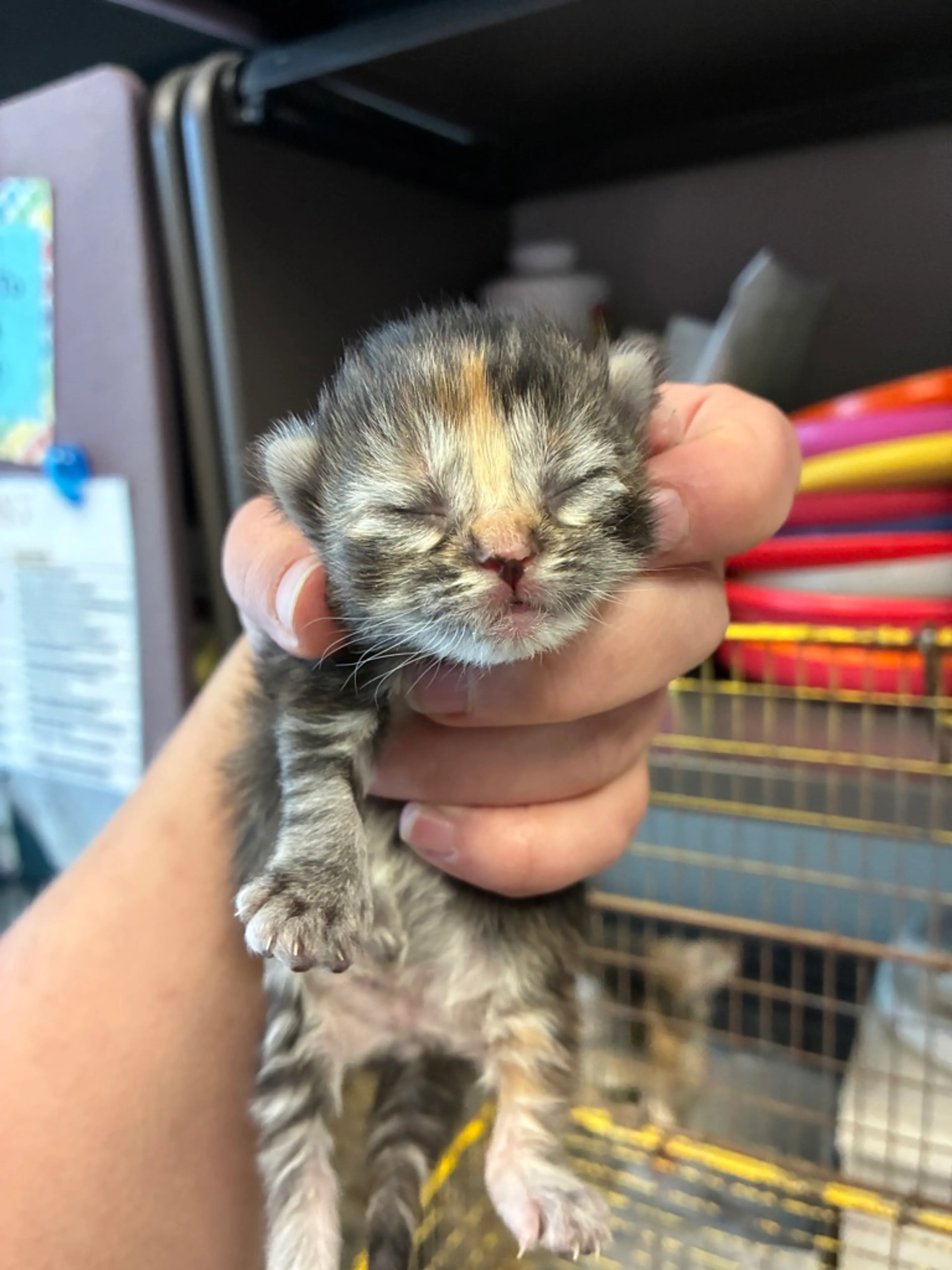 Found pet