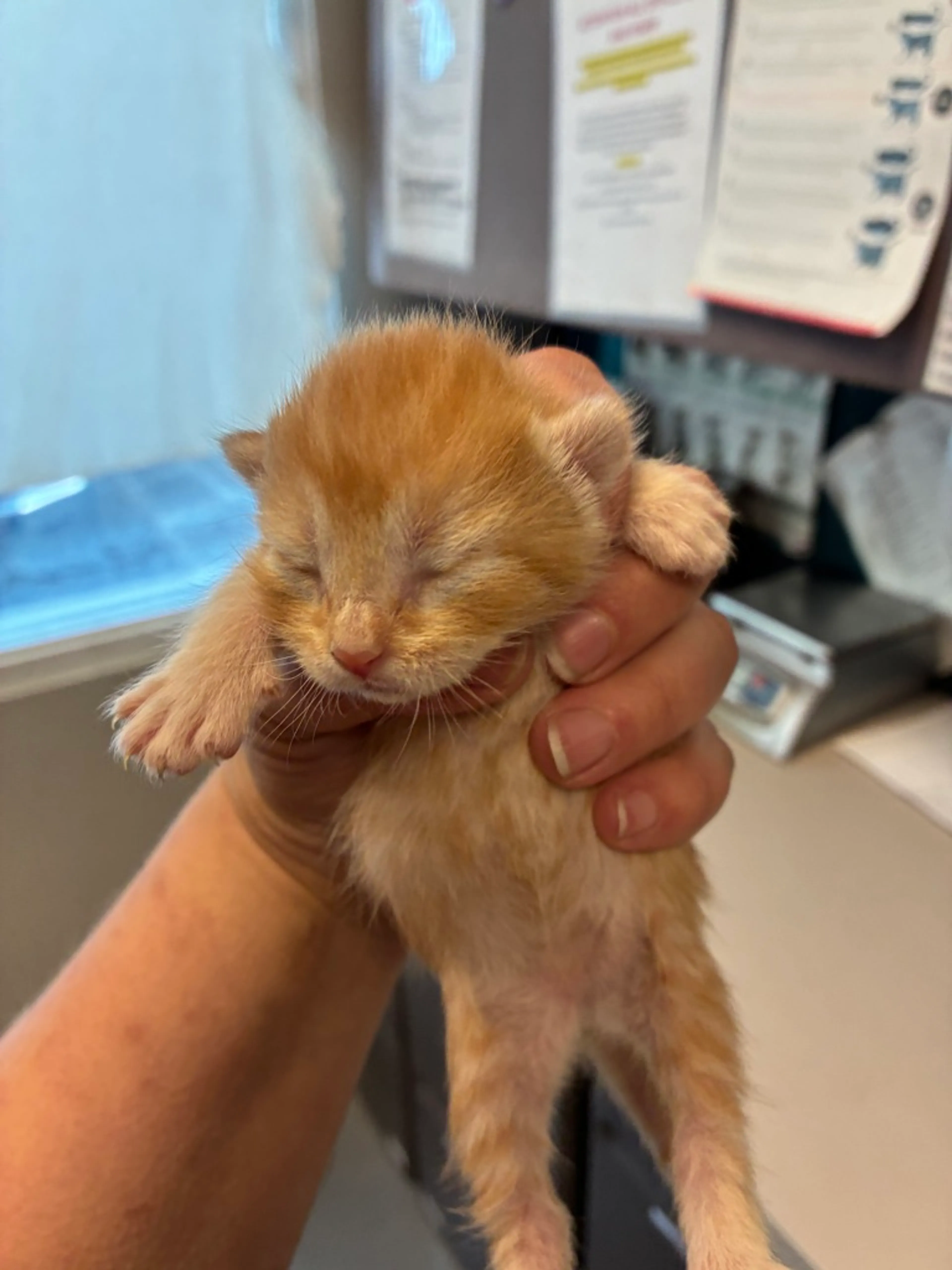 Found pet