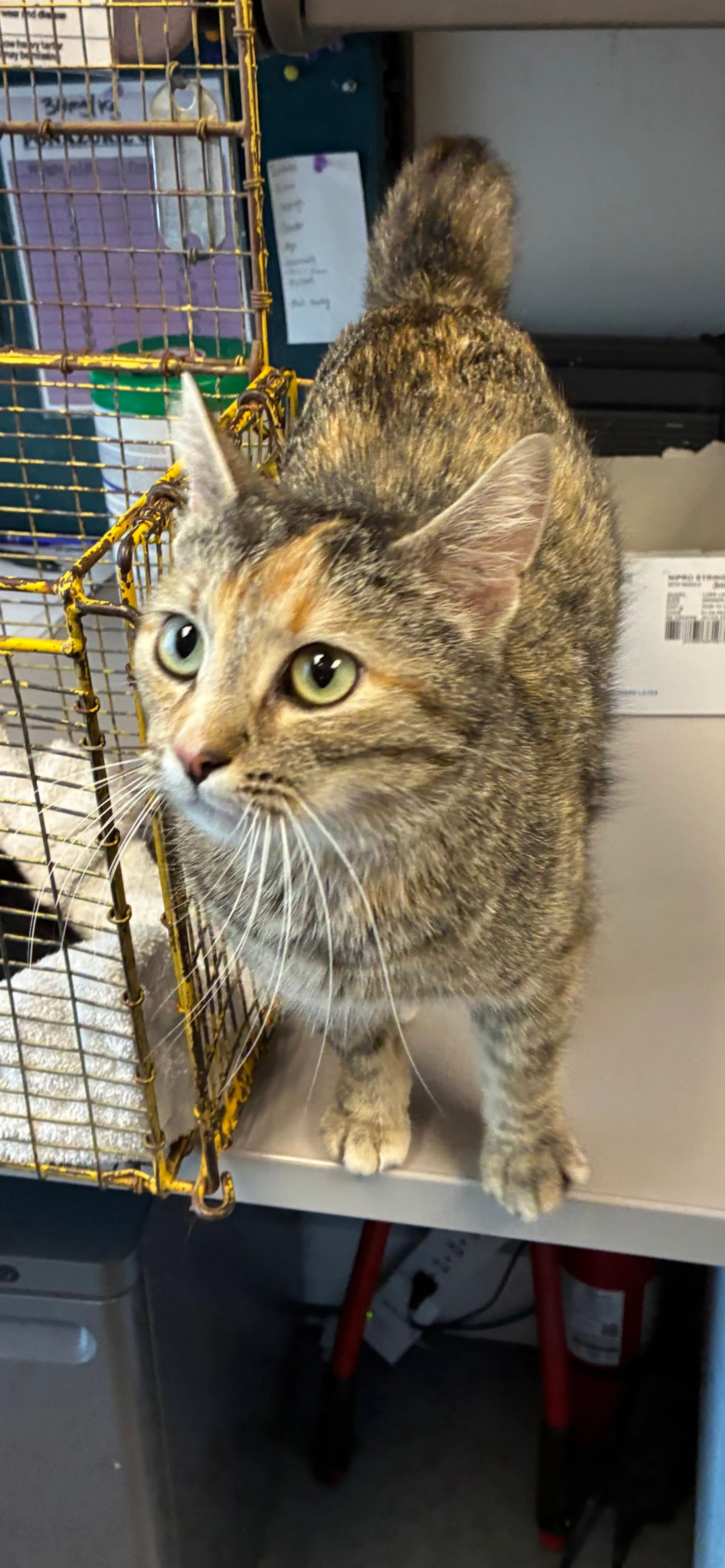 Found pet