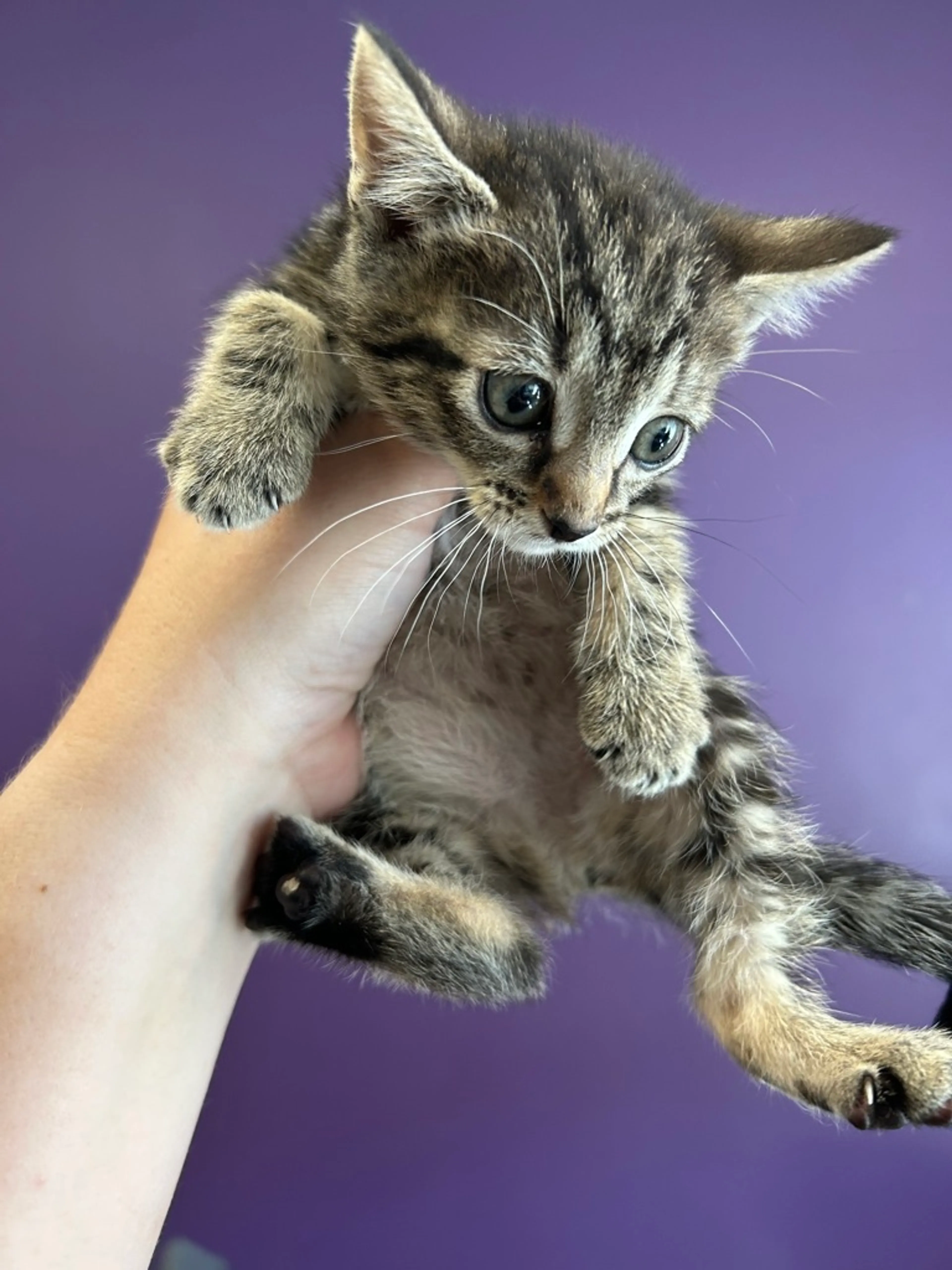 Found pet