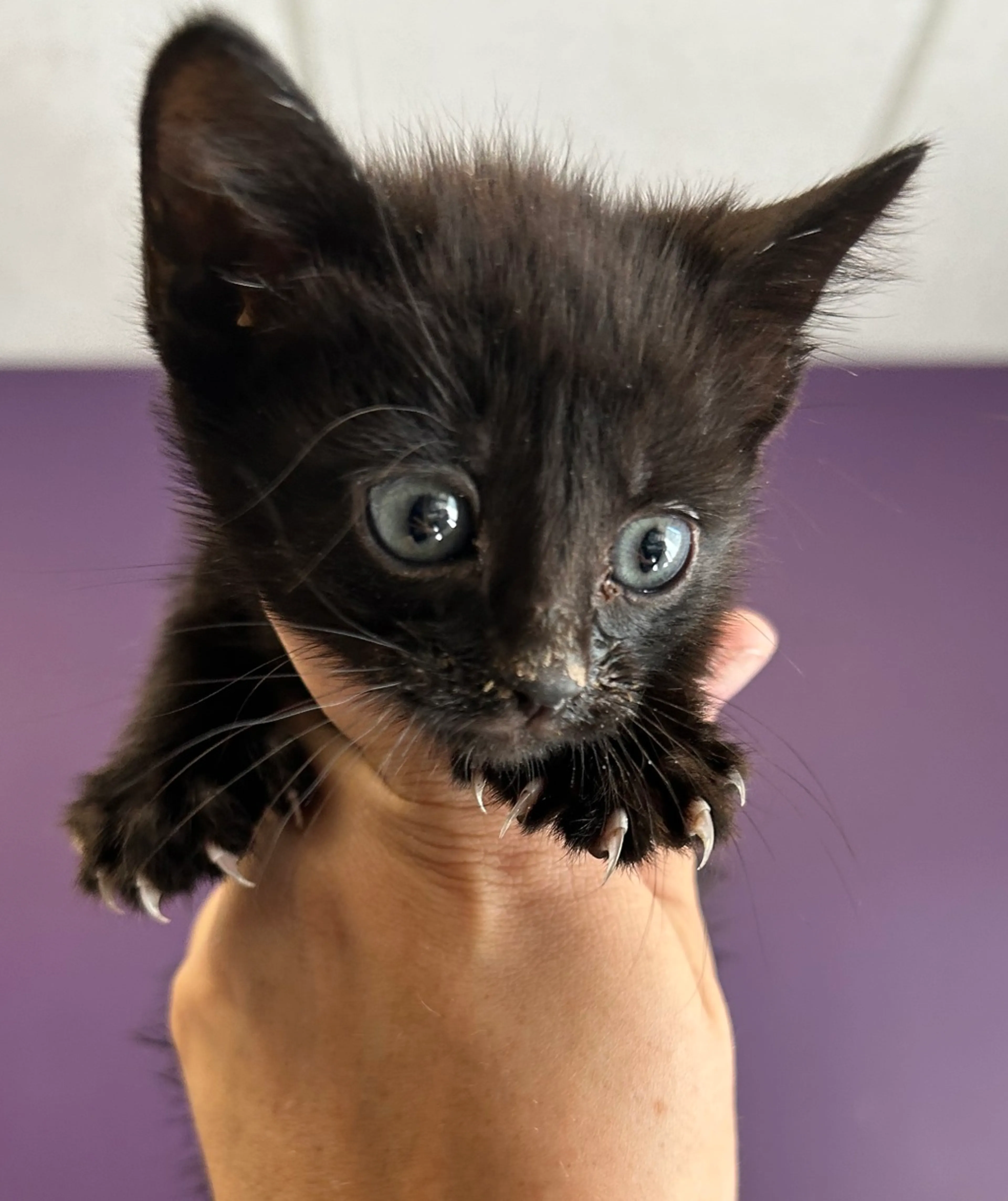 Found pet