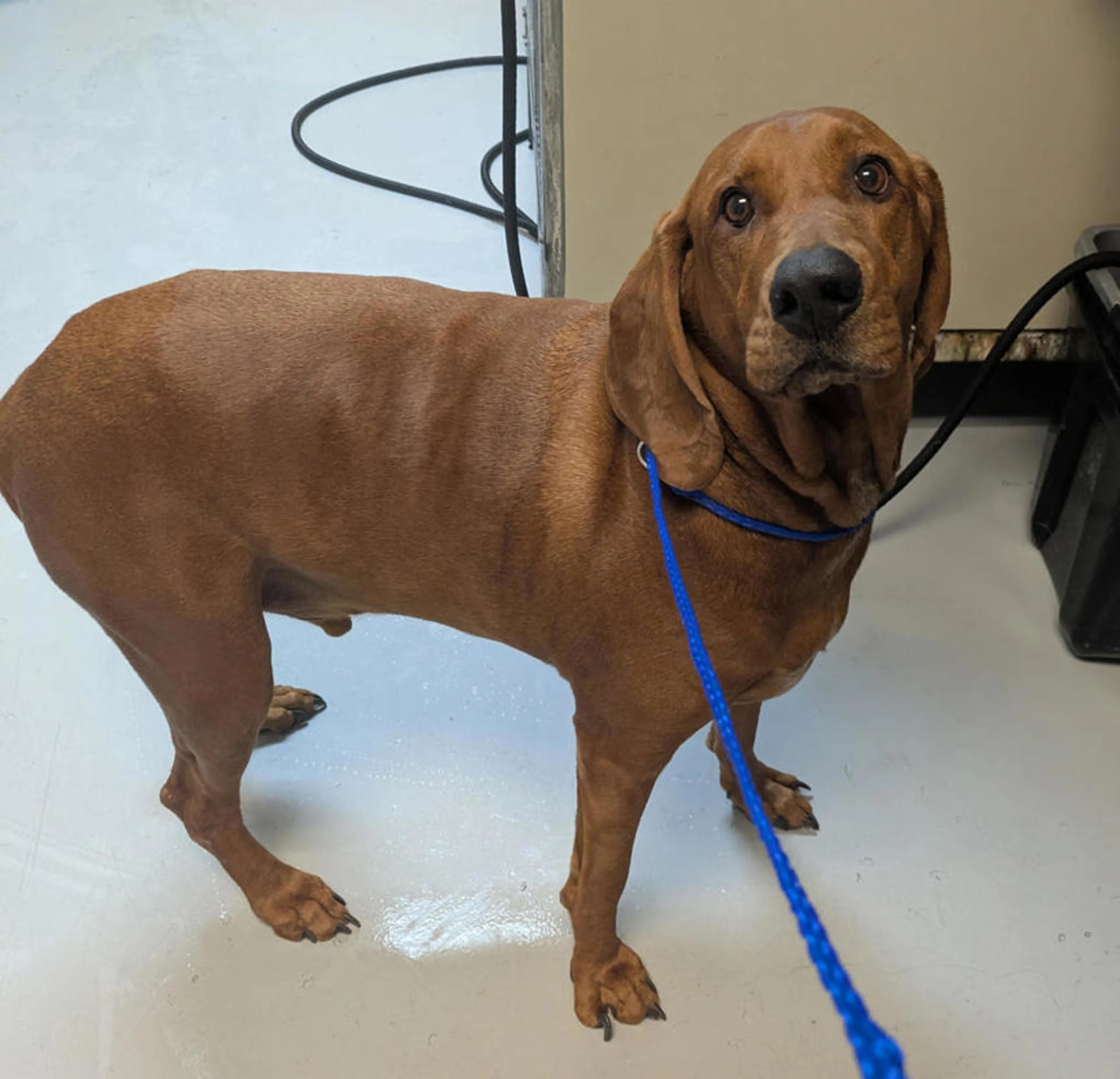 Found pet-1