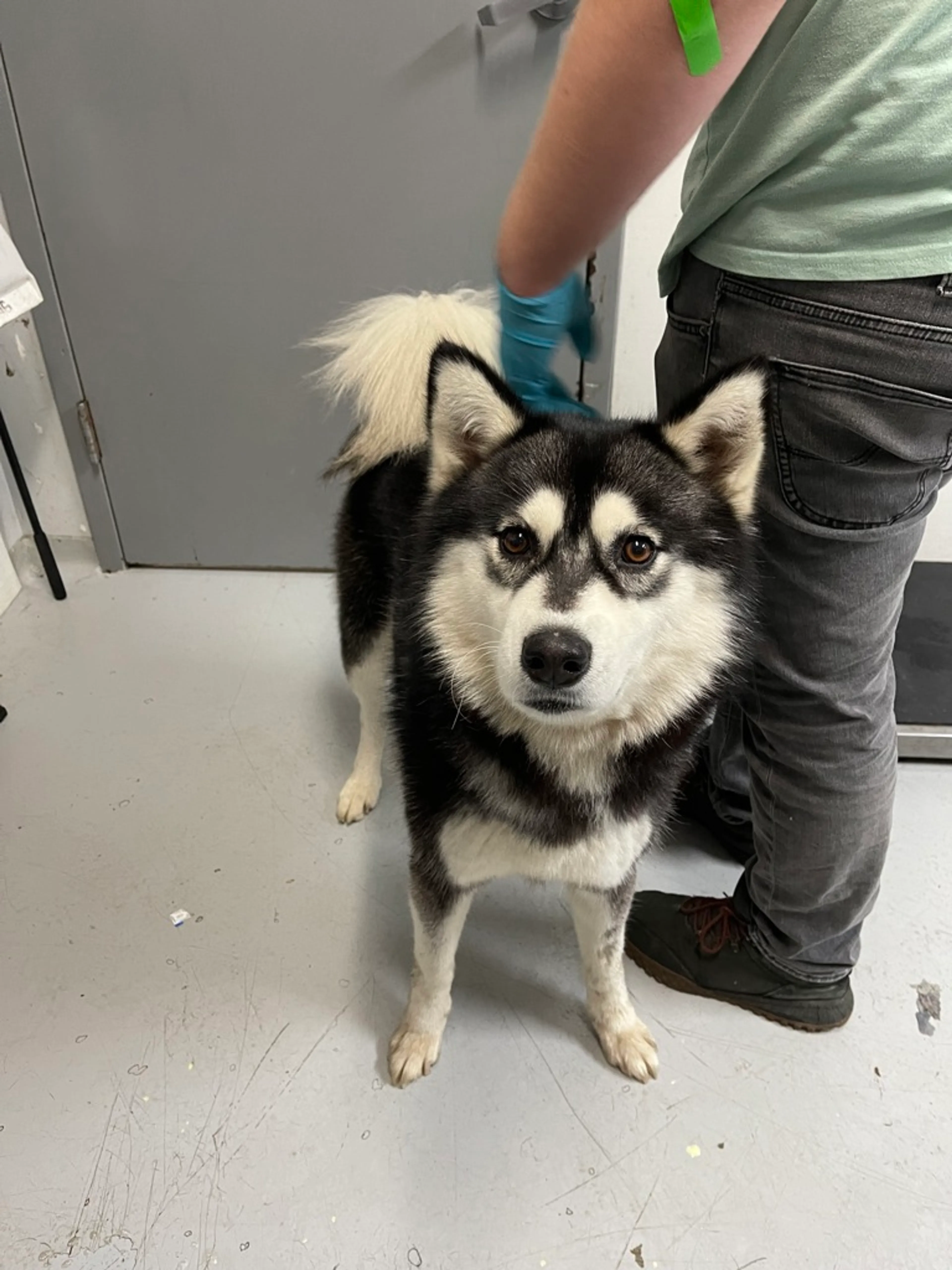 Found pet