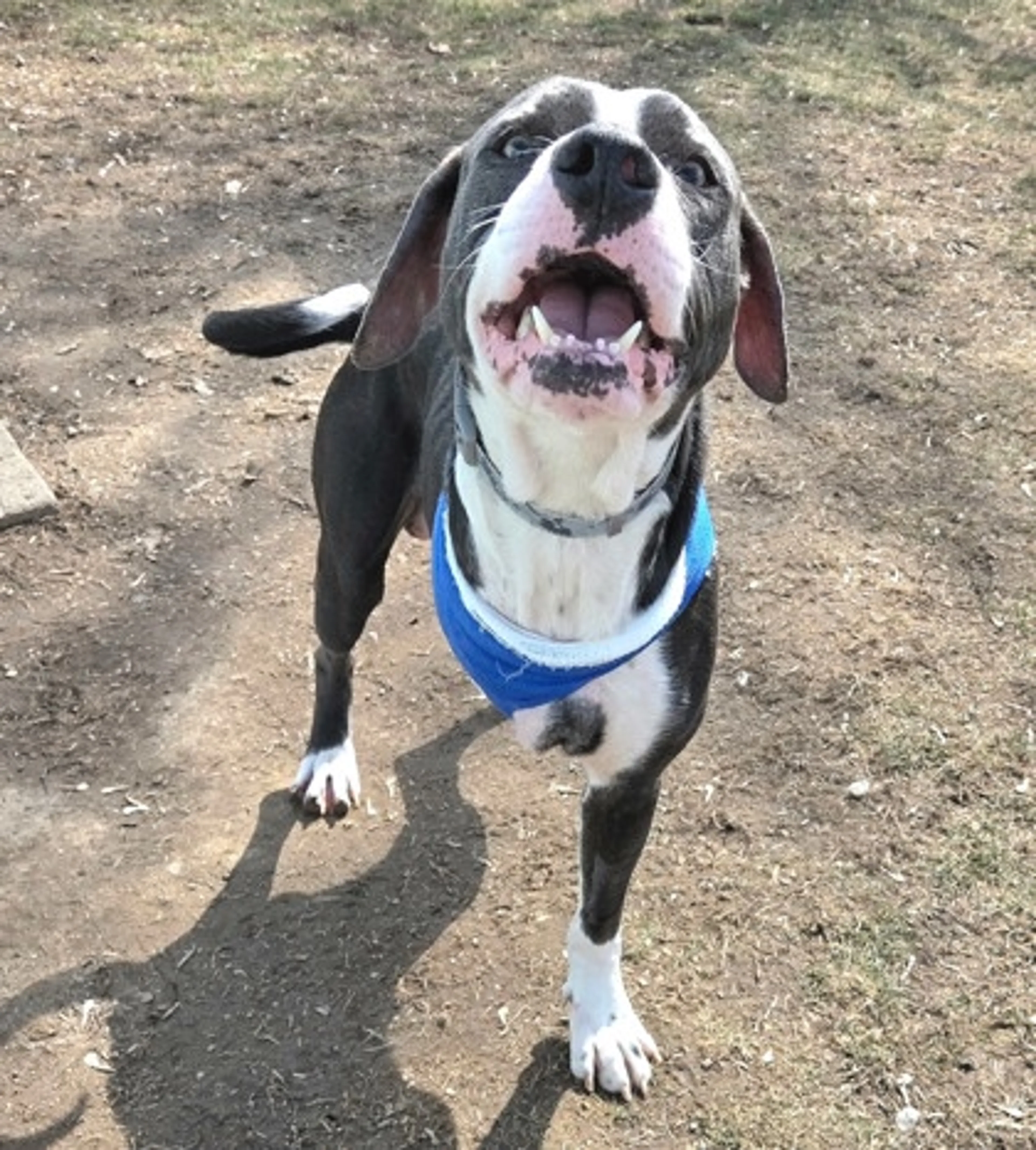 Found pet-2