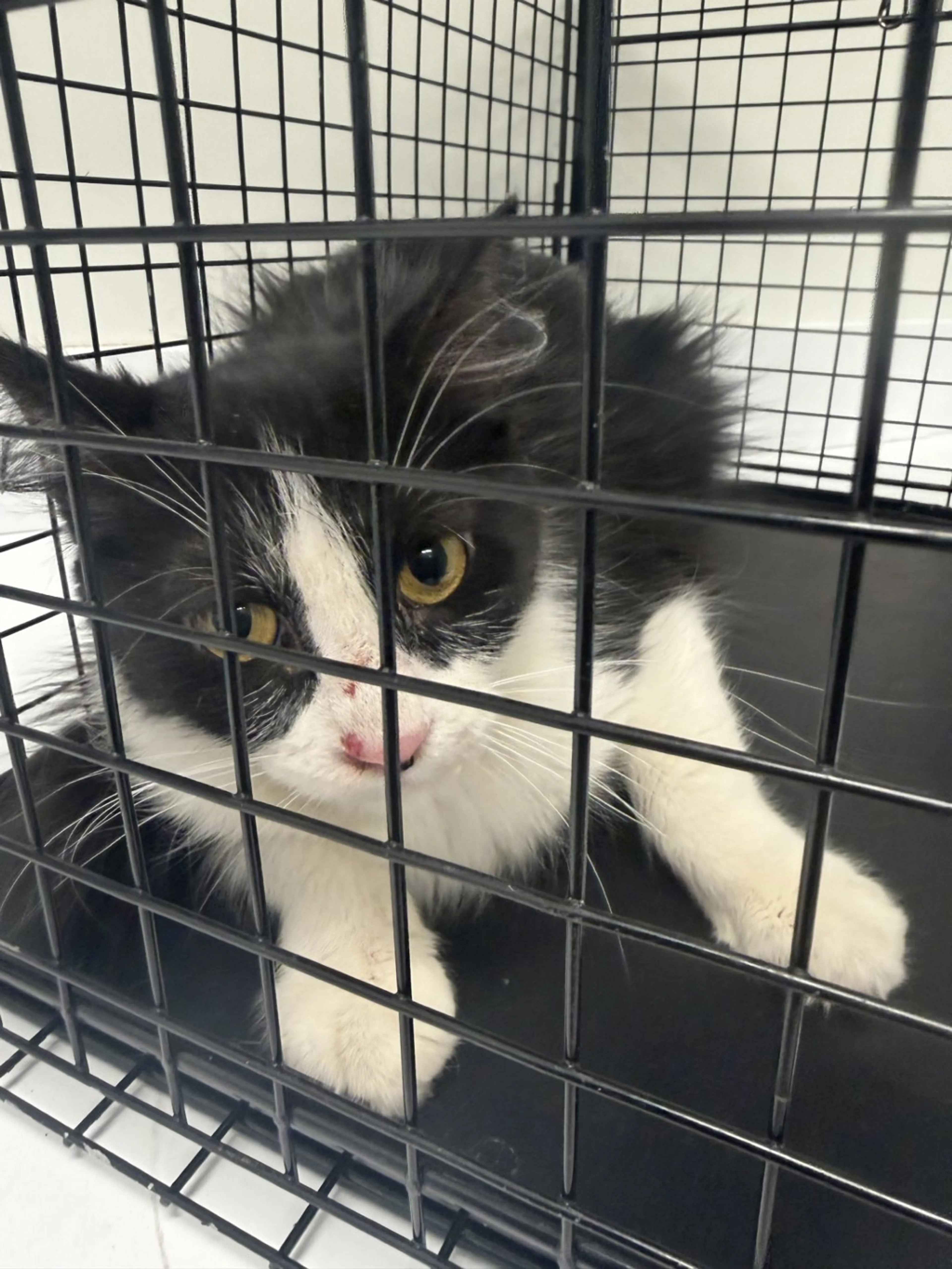 Found pet