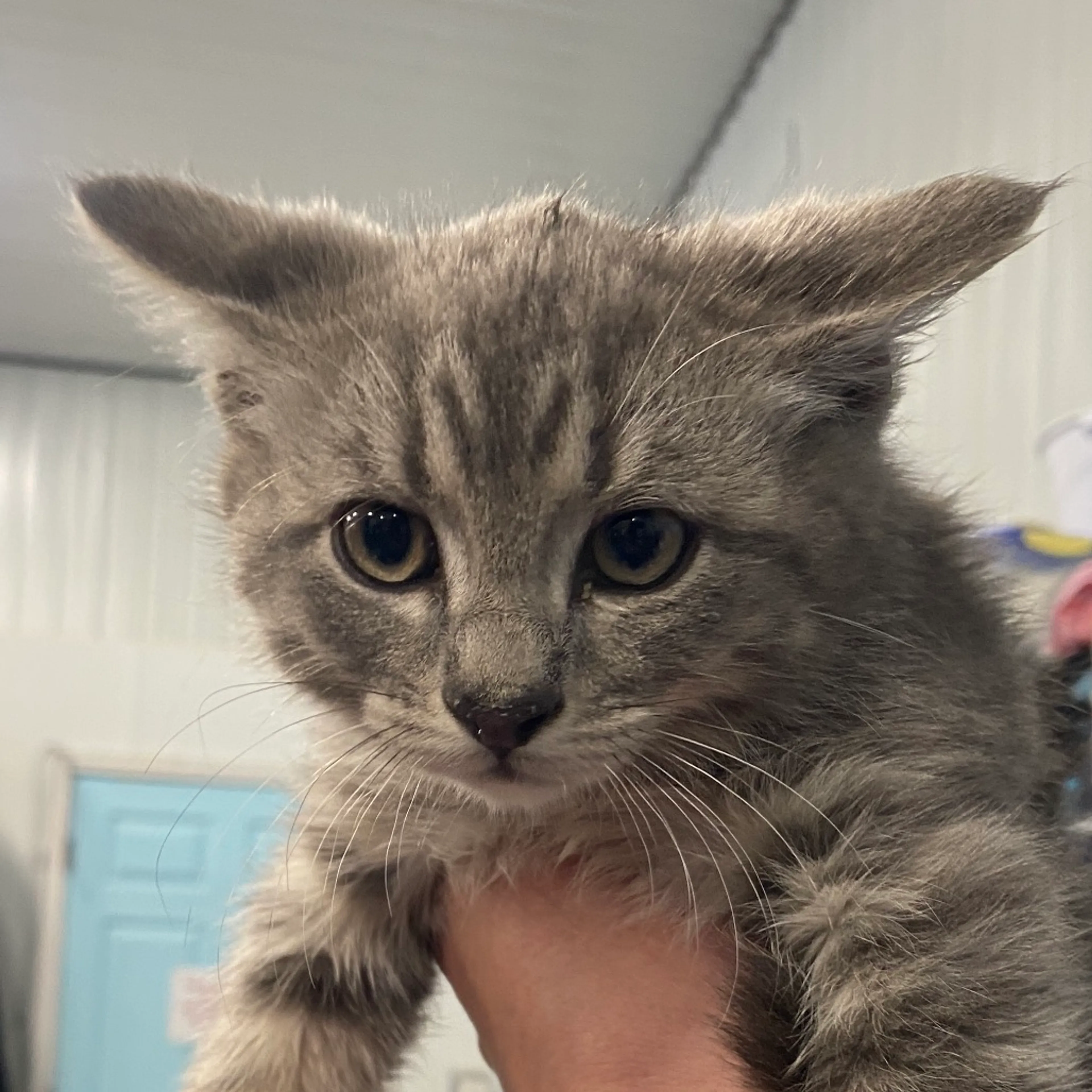 Found pet