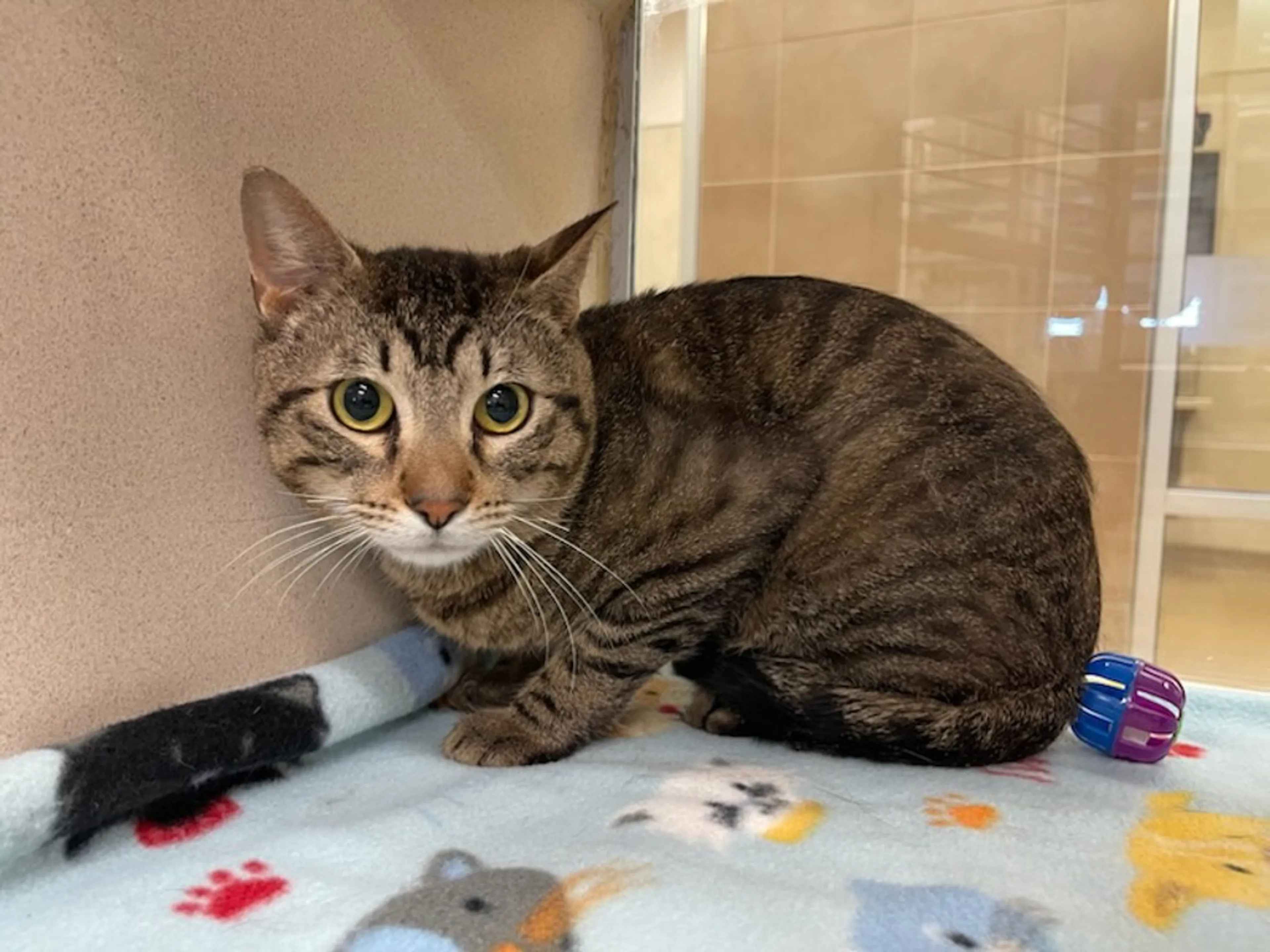 Found pet-1