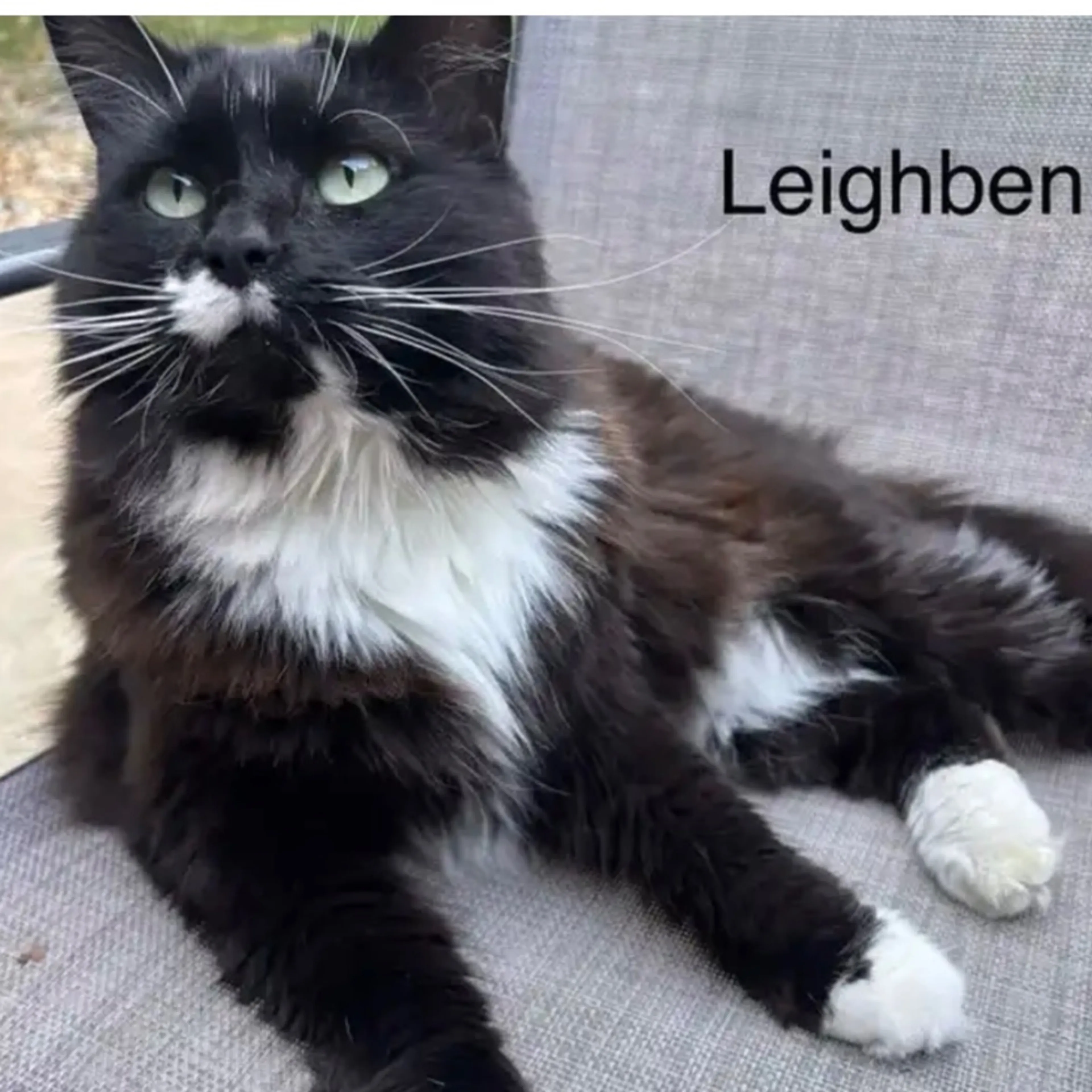 Lost pet