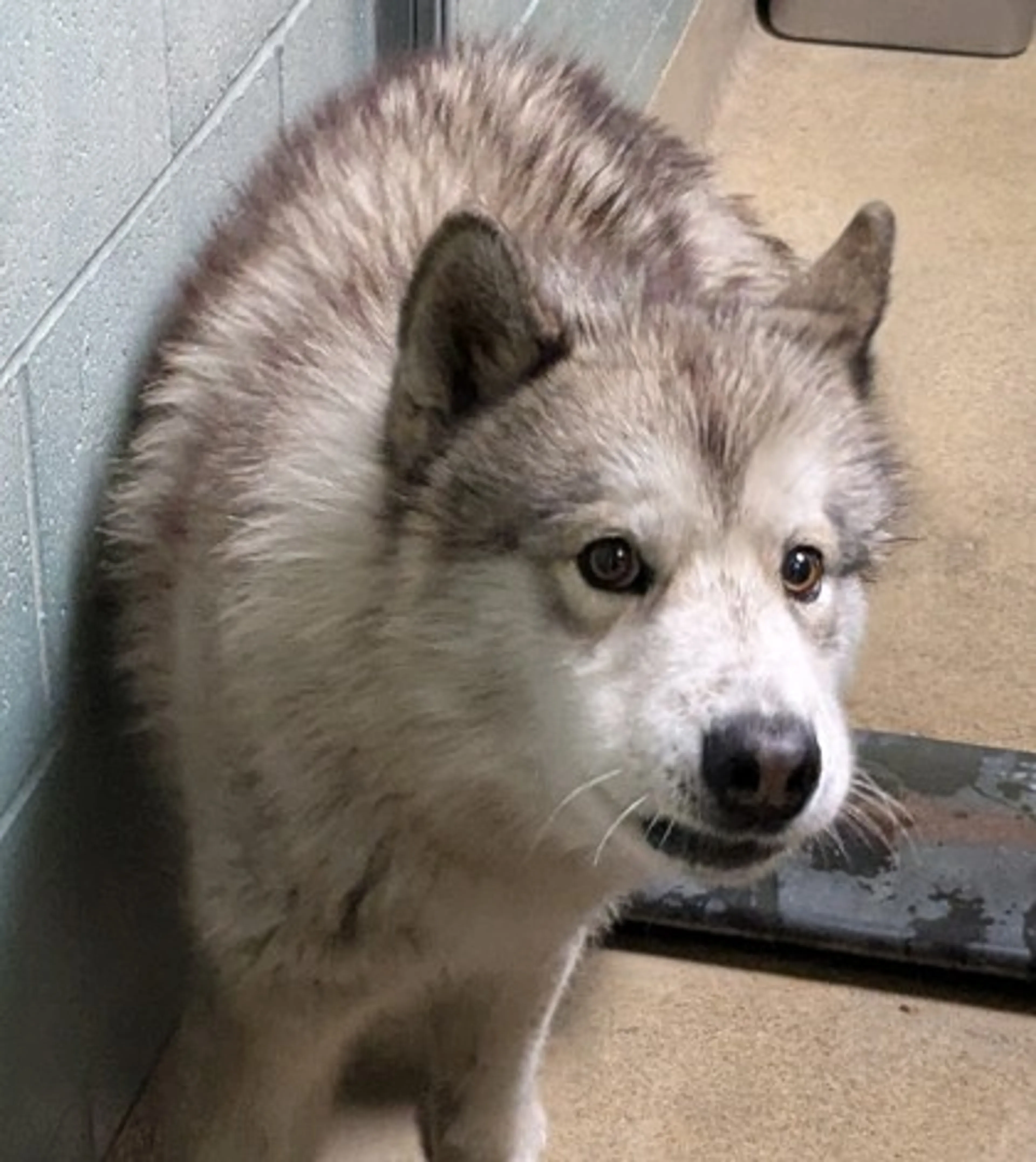 Found pet-1