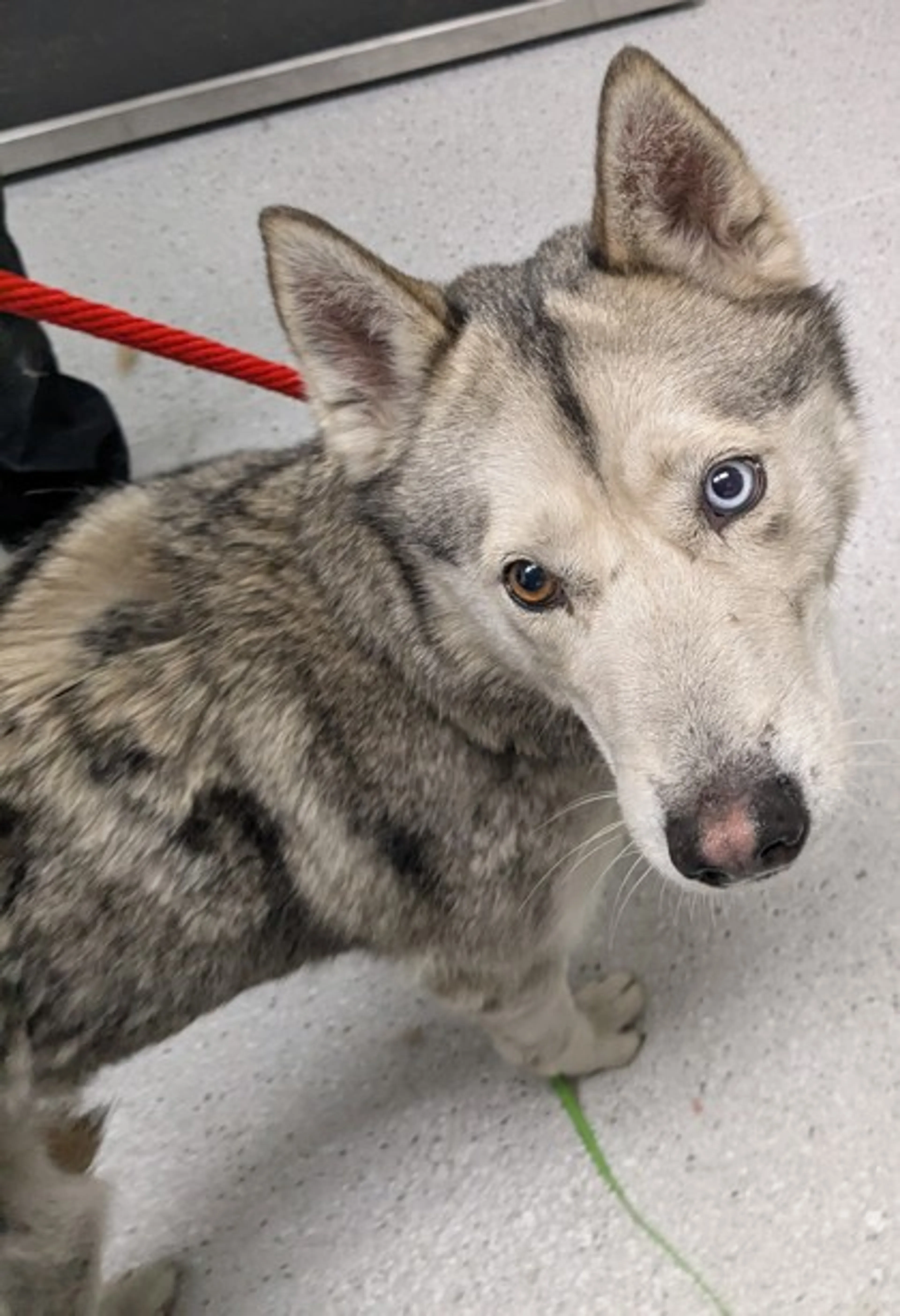 Found pet-1