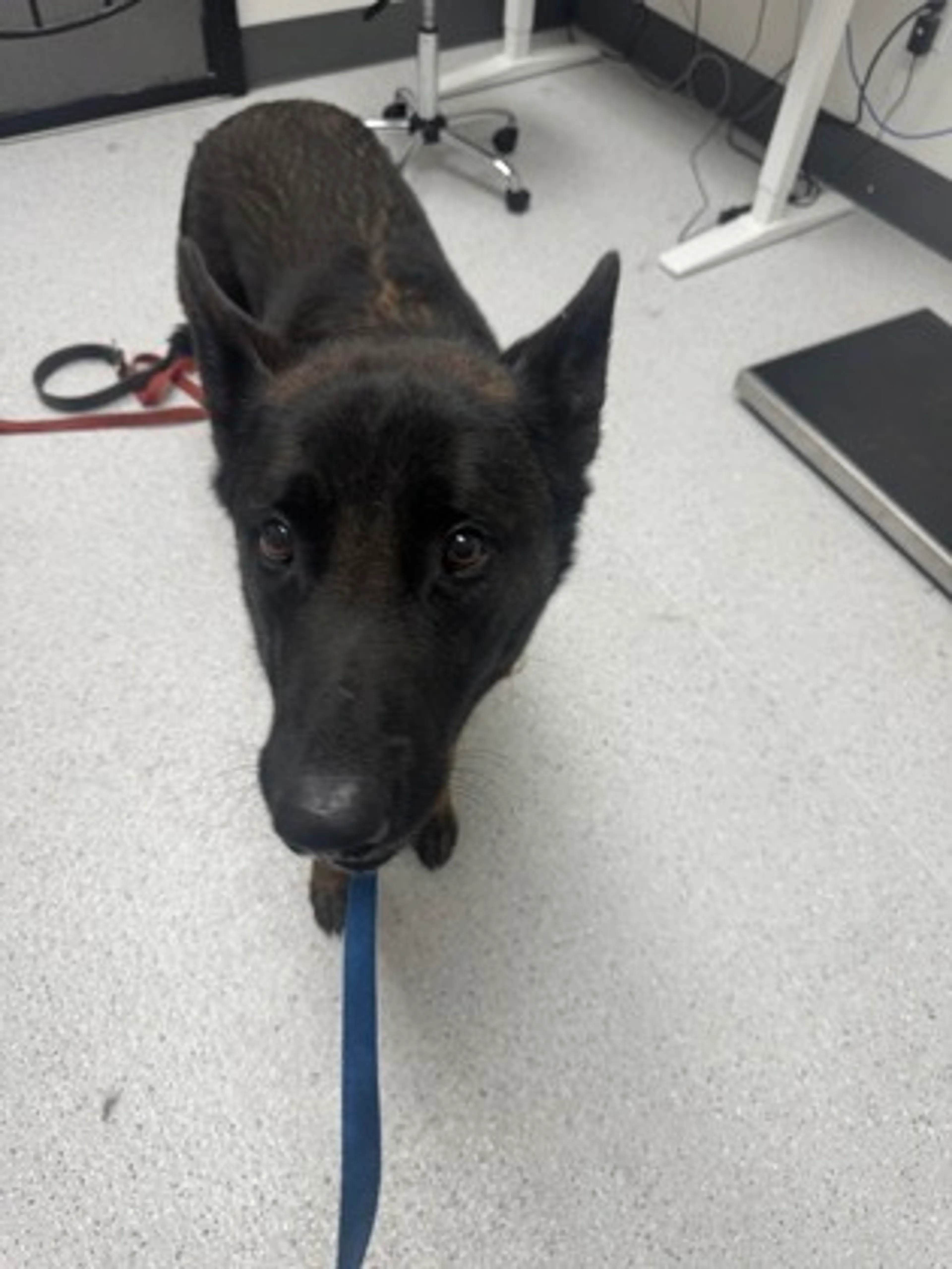 Found pet-1