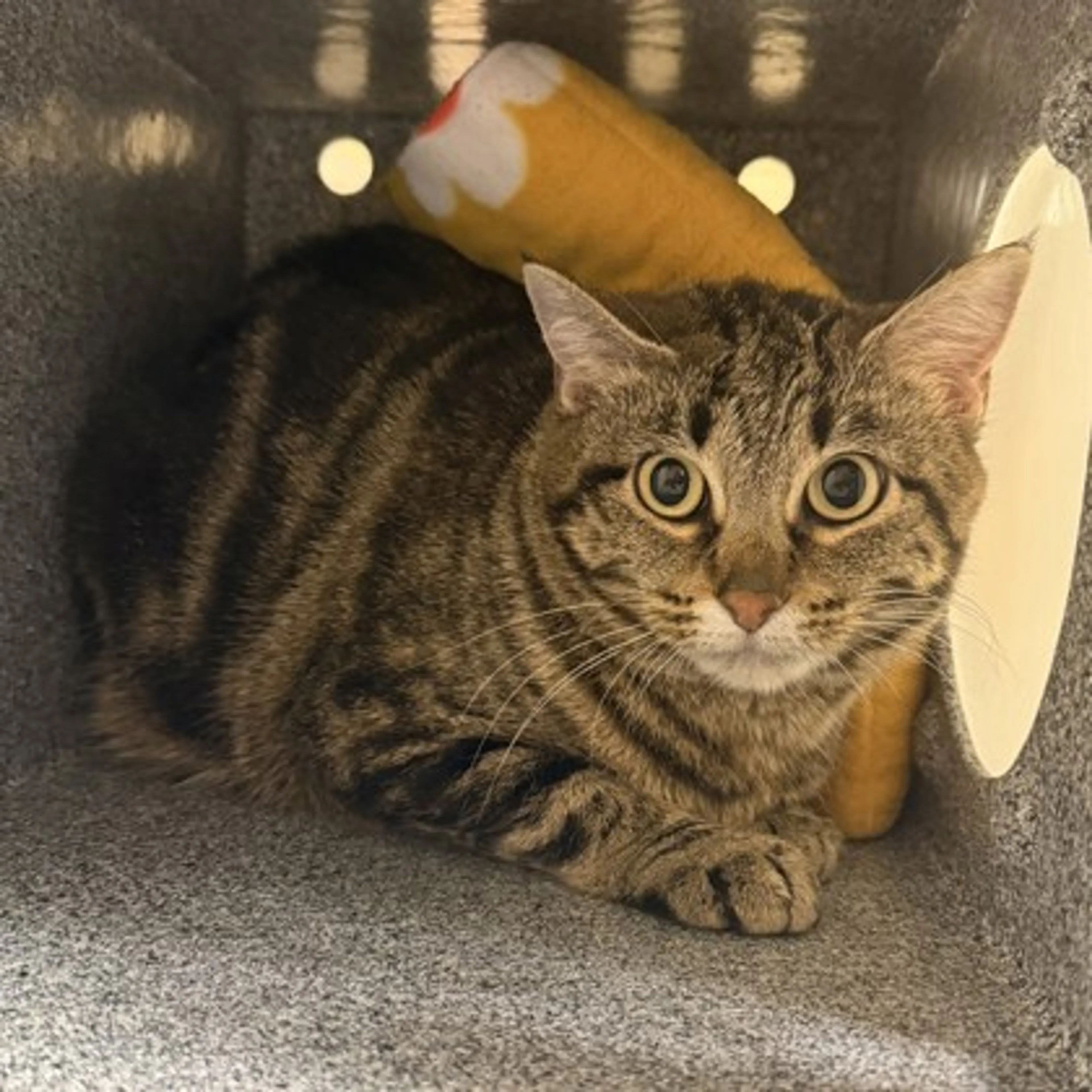 Found pet-1