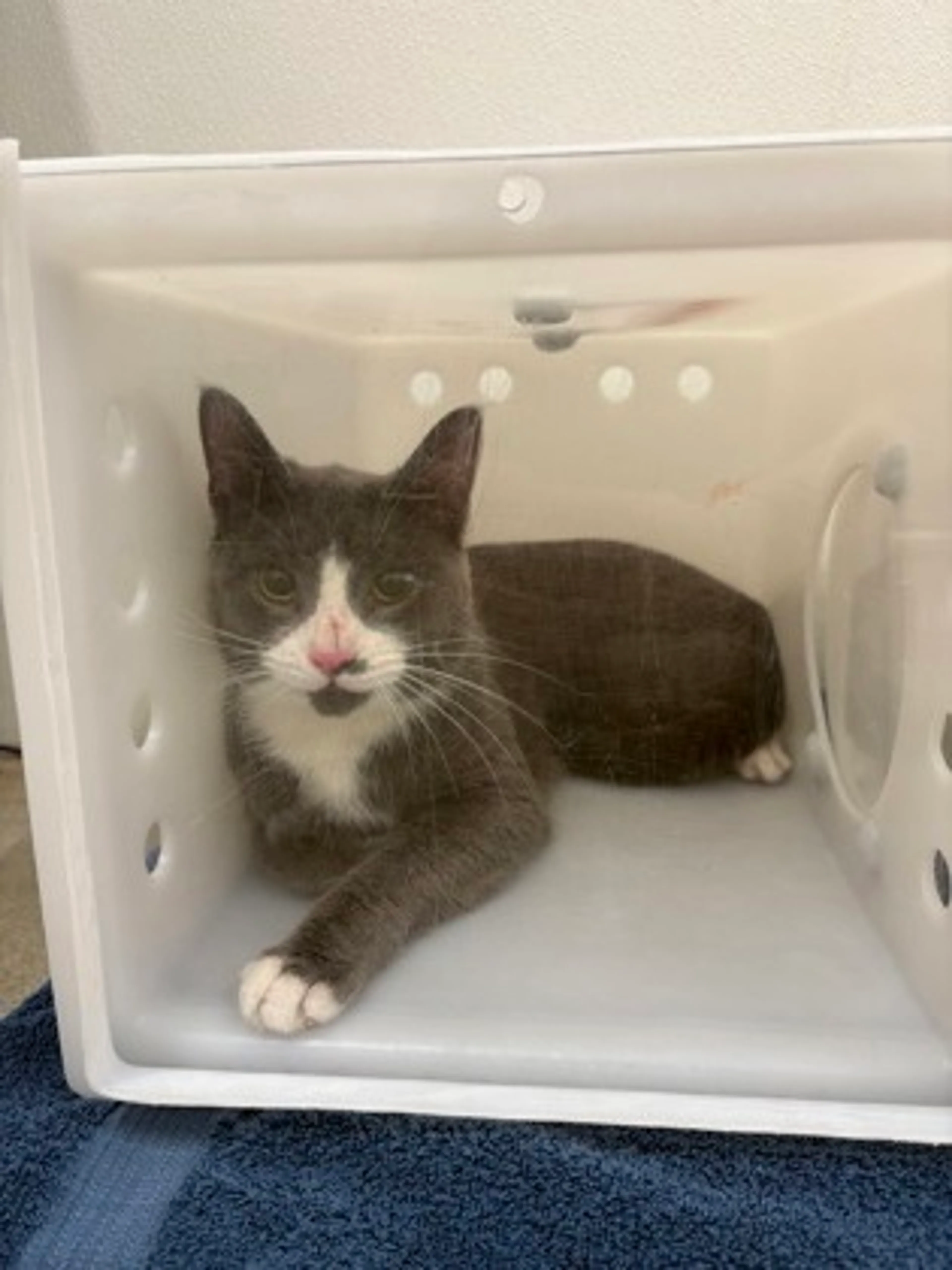 Found pet