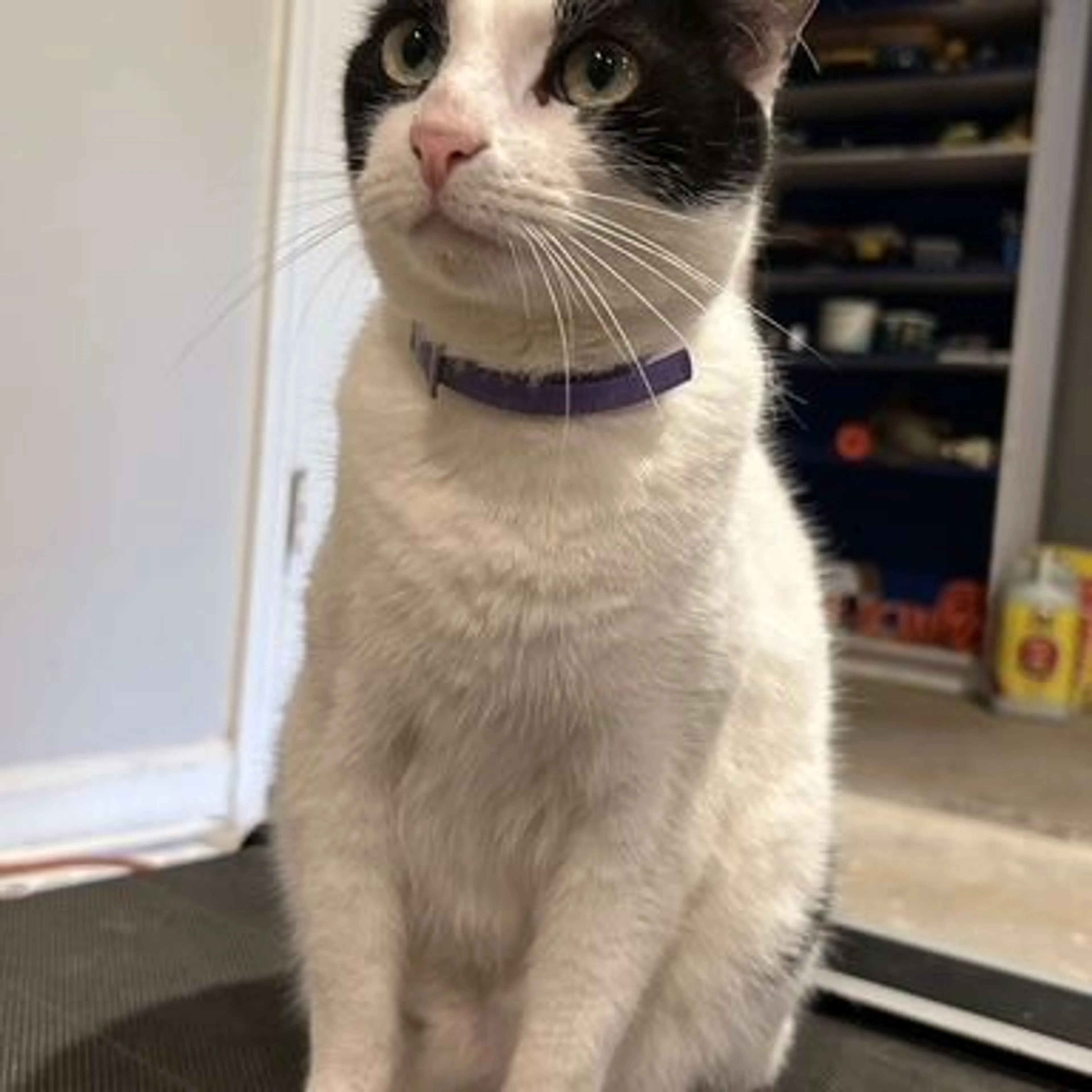 Lost pet-0